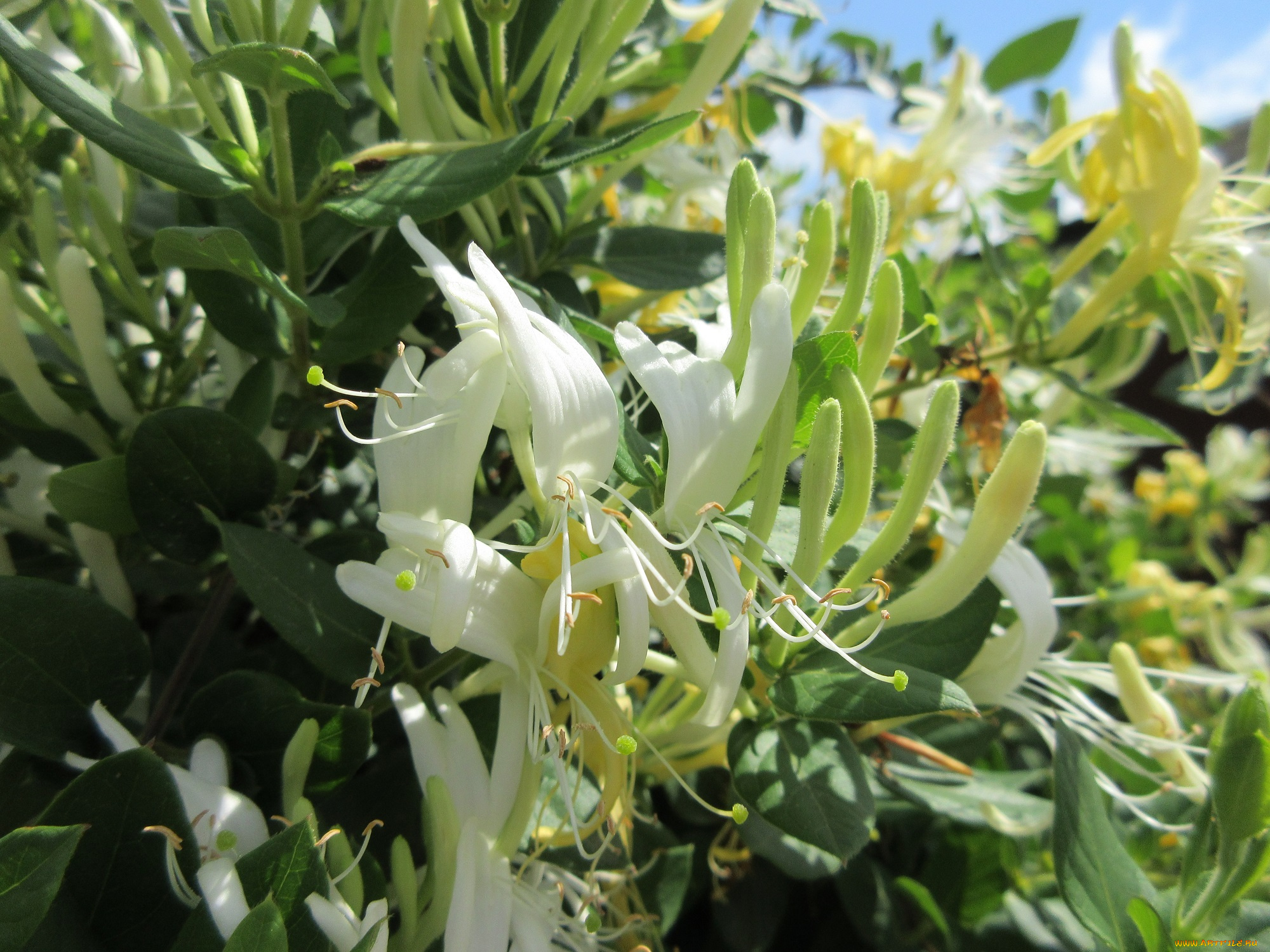 цветы, цветущие, деревья, , , кустарники, куст