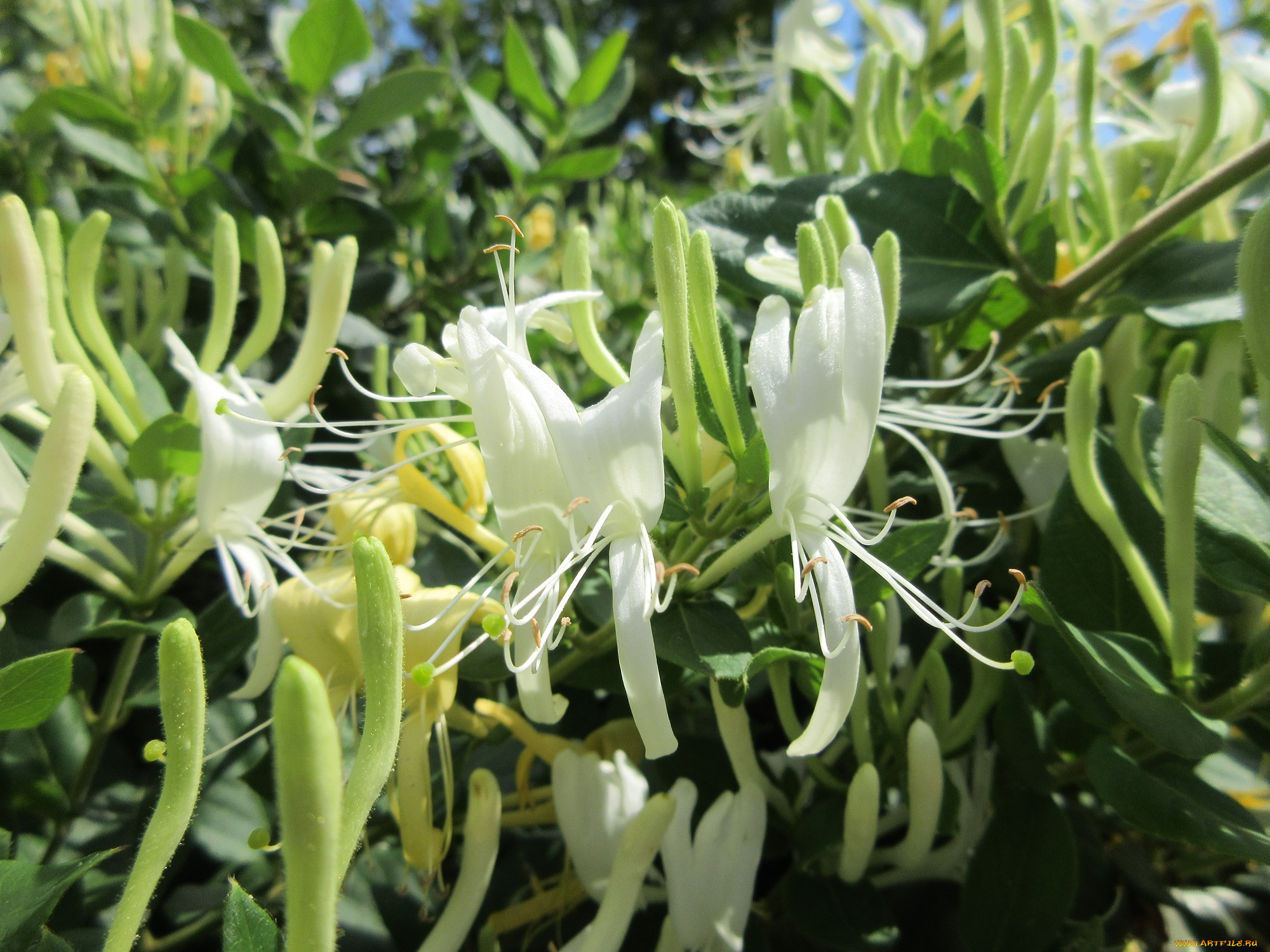 цветы, цветущие, деревья, , , кустарники, куст