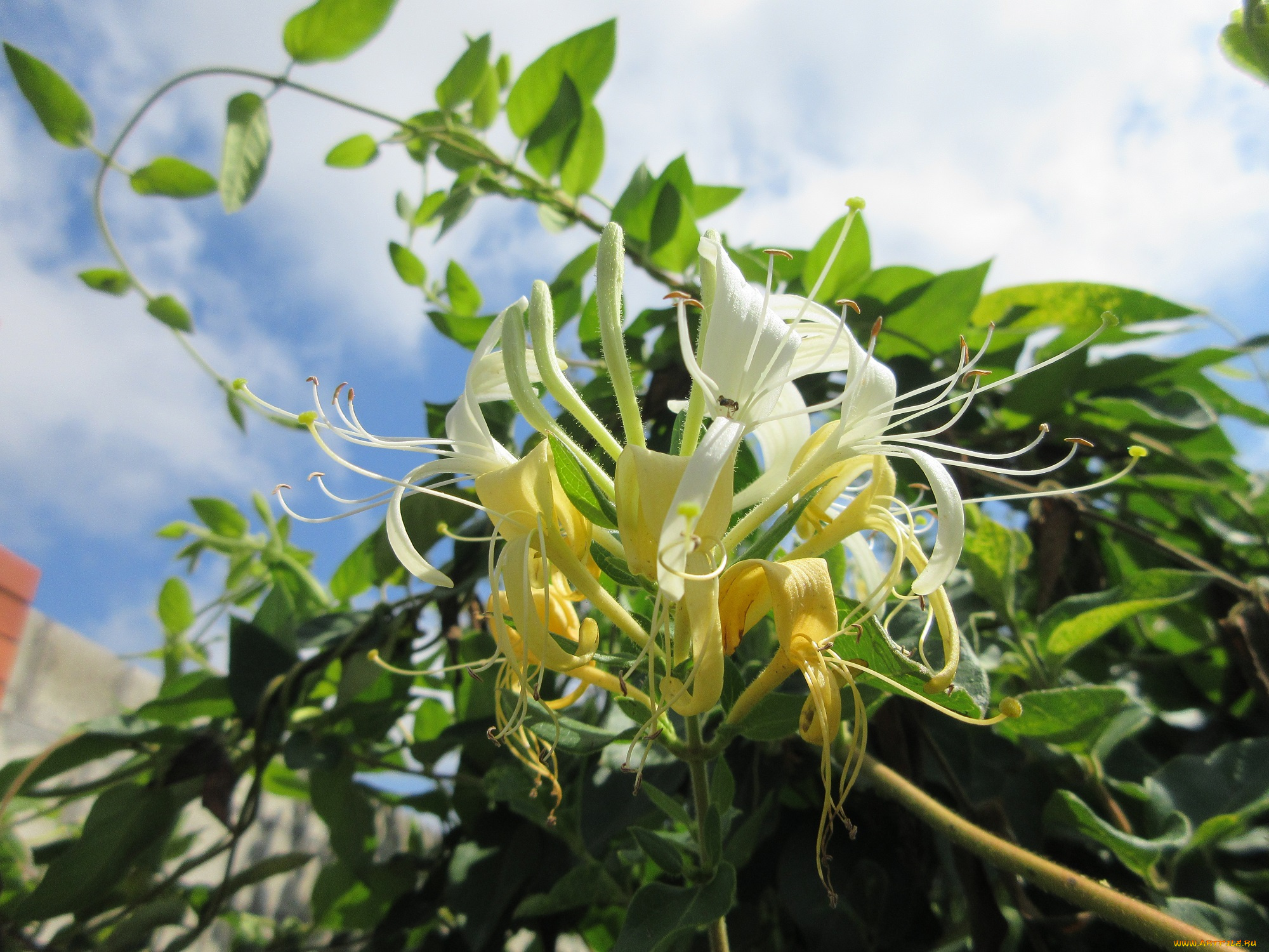 цветы, цветущие, деревья, , , кустарники, куст