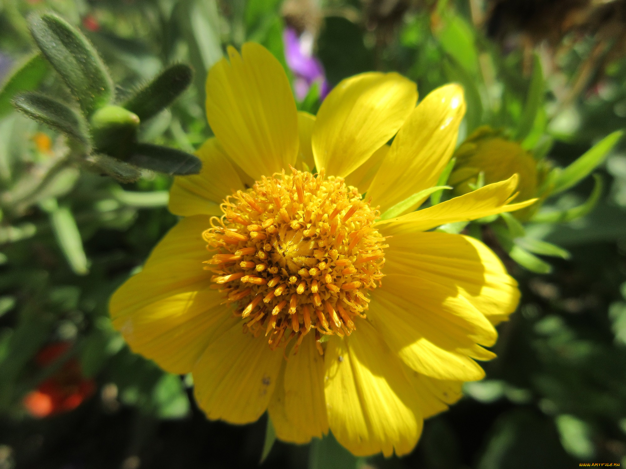 цветы, гайлардии, , гелениумы, жёлтый