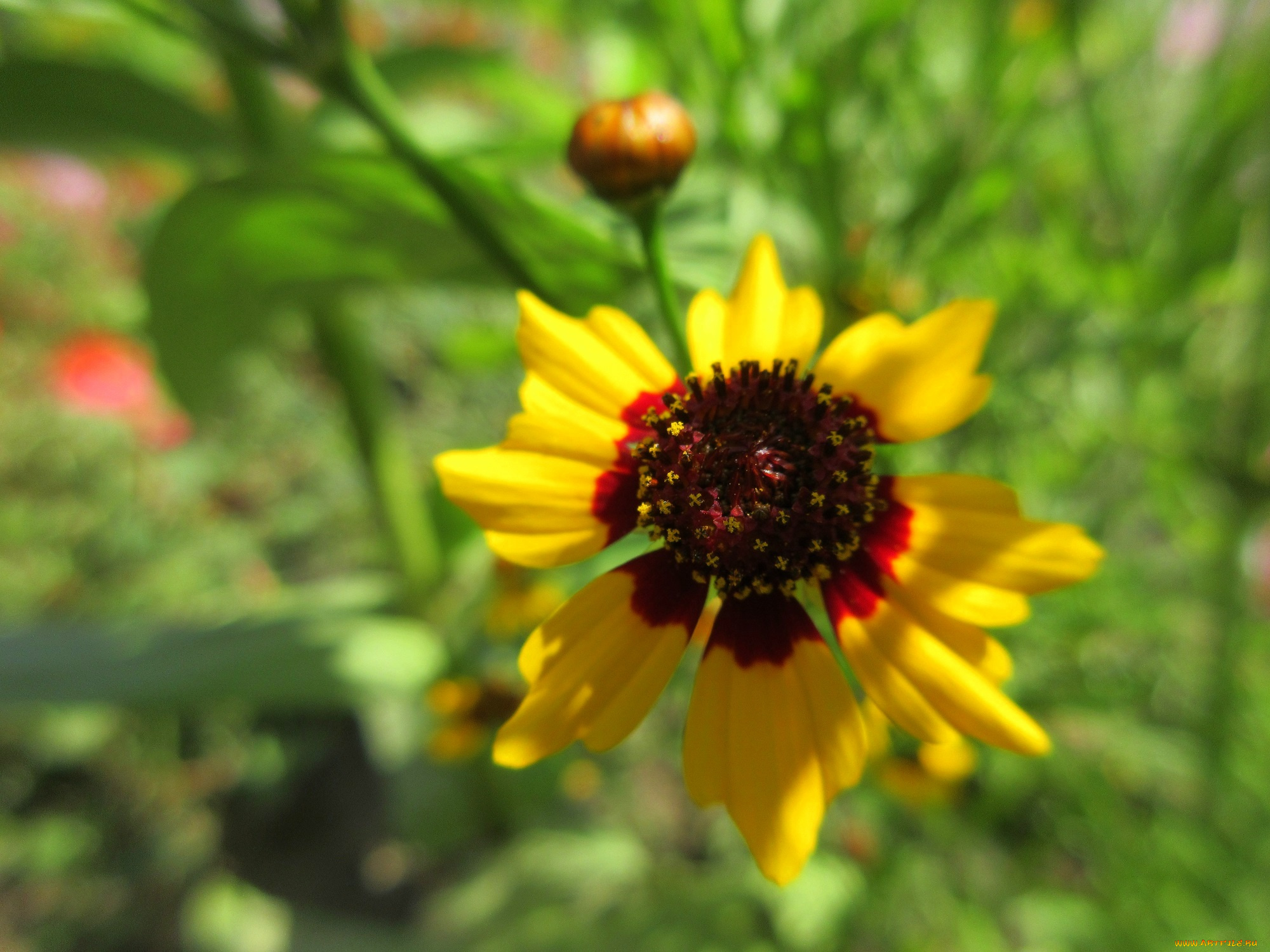 цветы, гелениум, цвток, макро