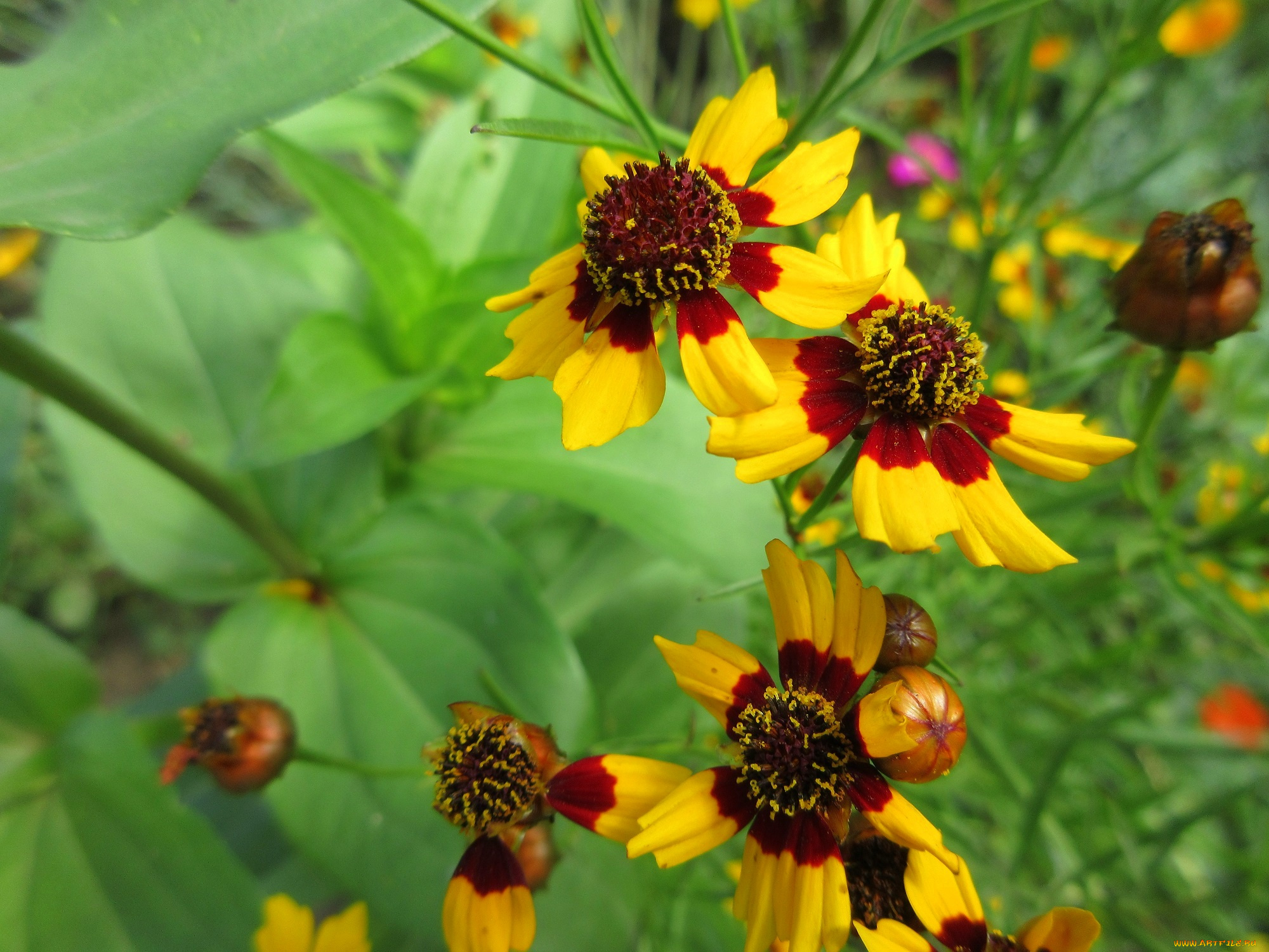 цветы, гелениум, макро, жёлтые