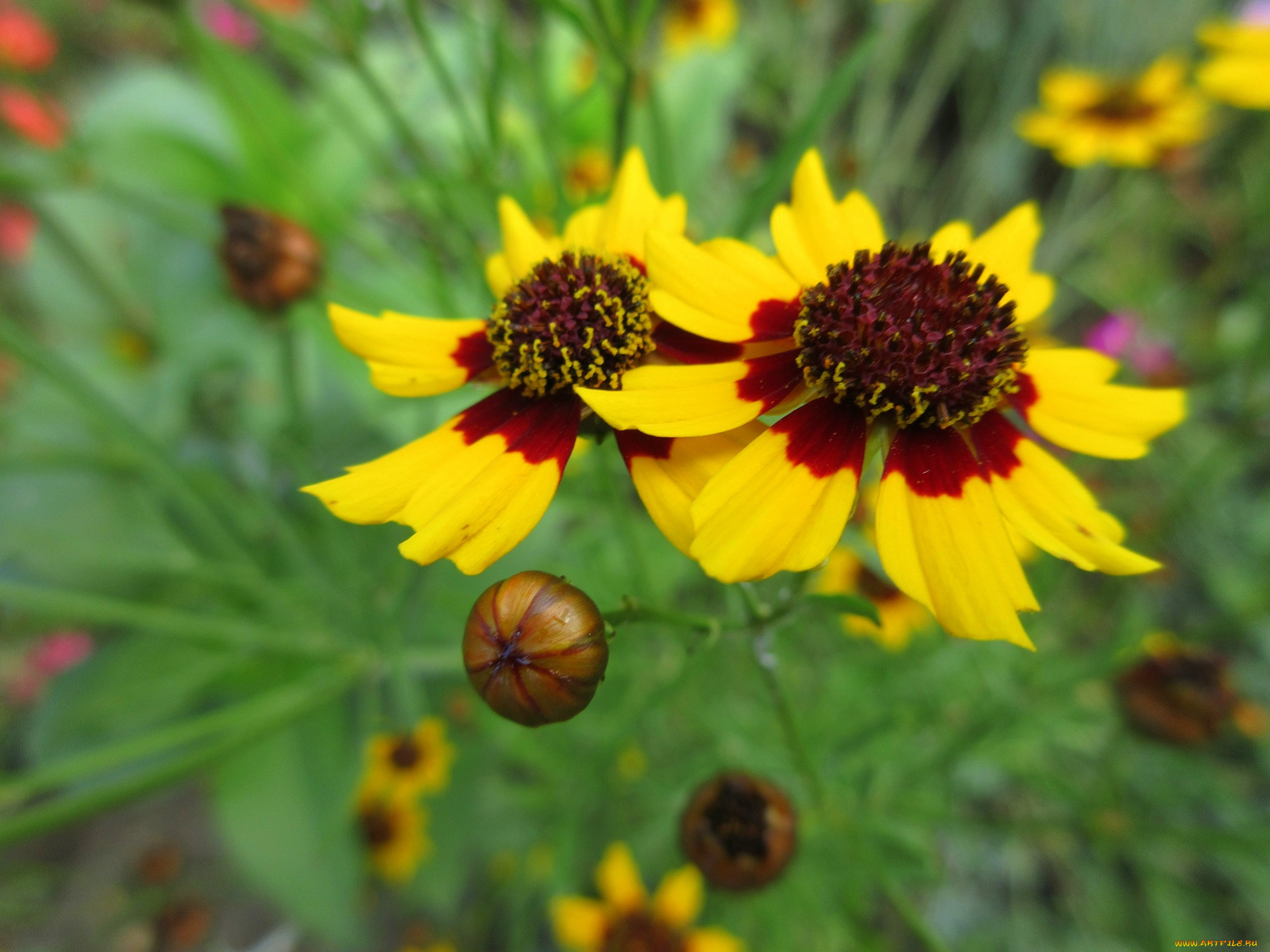 цветы, гелениум, жёлтые