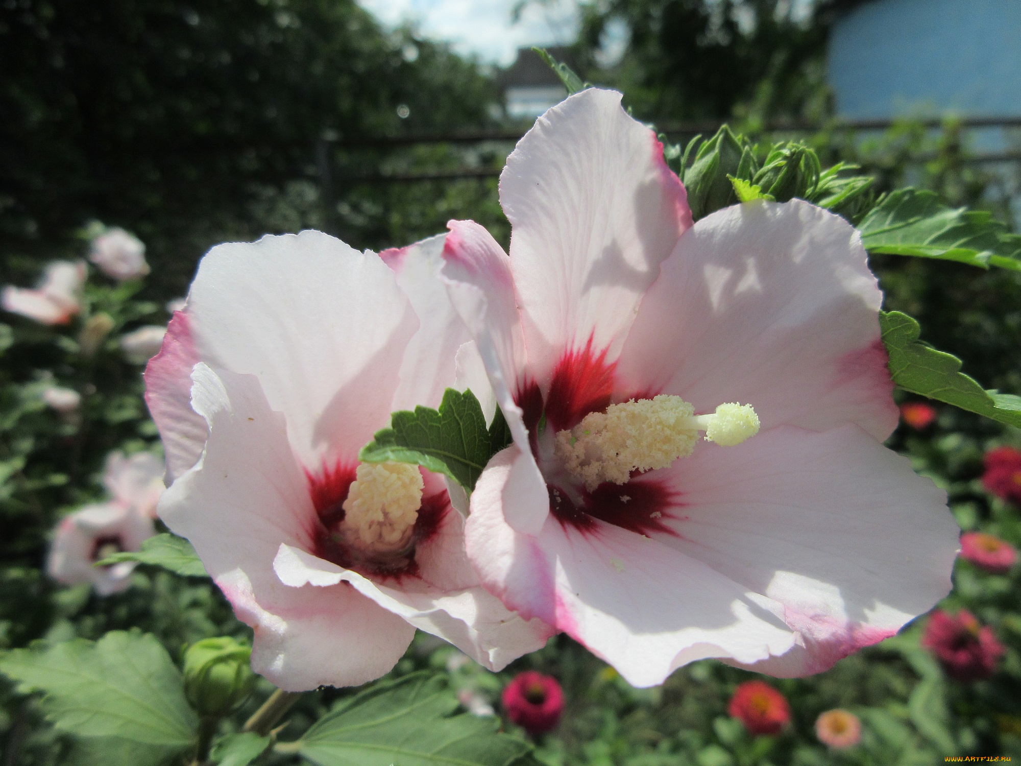 цветы, гибискусы