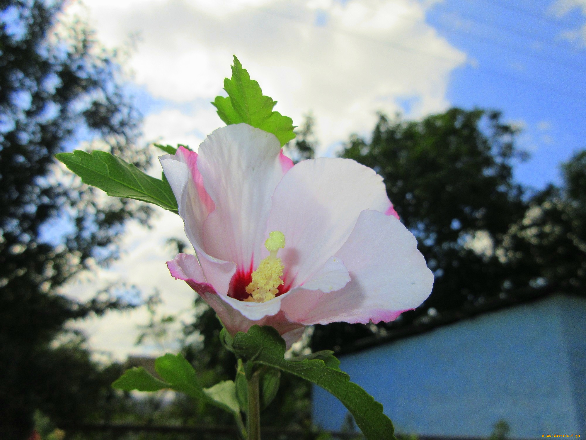 цветы, гибискусы, белый