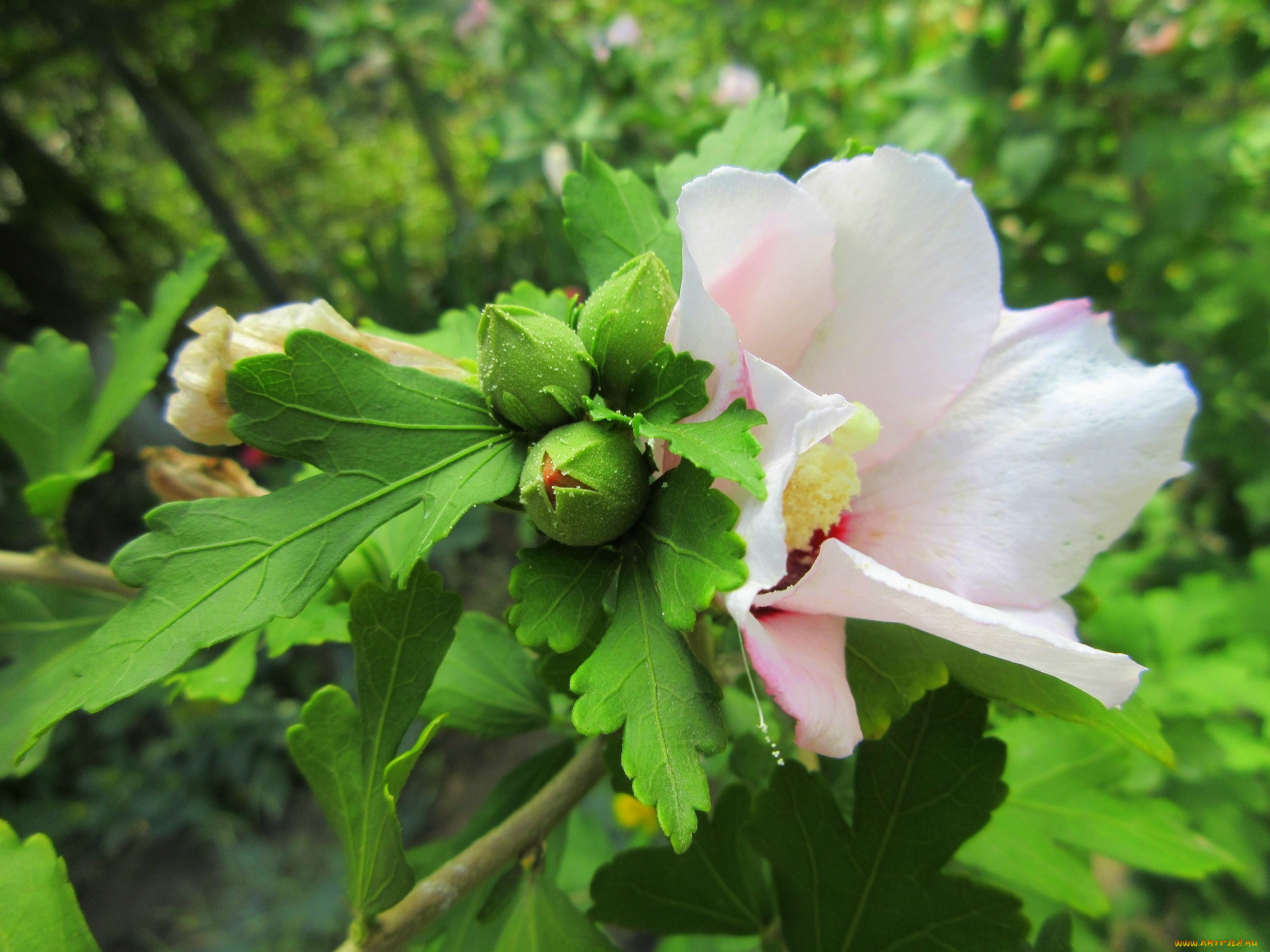 цветы, гибискусы, белый