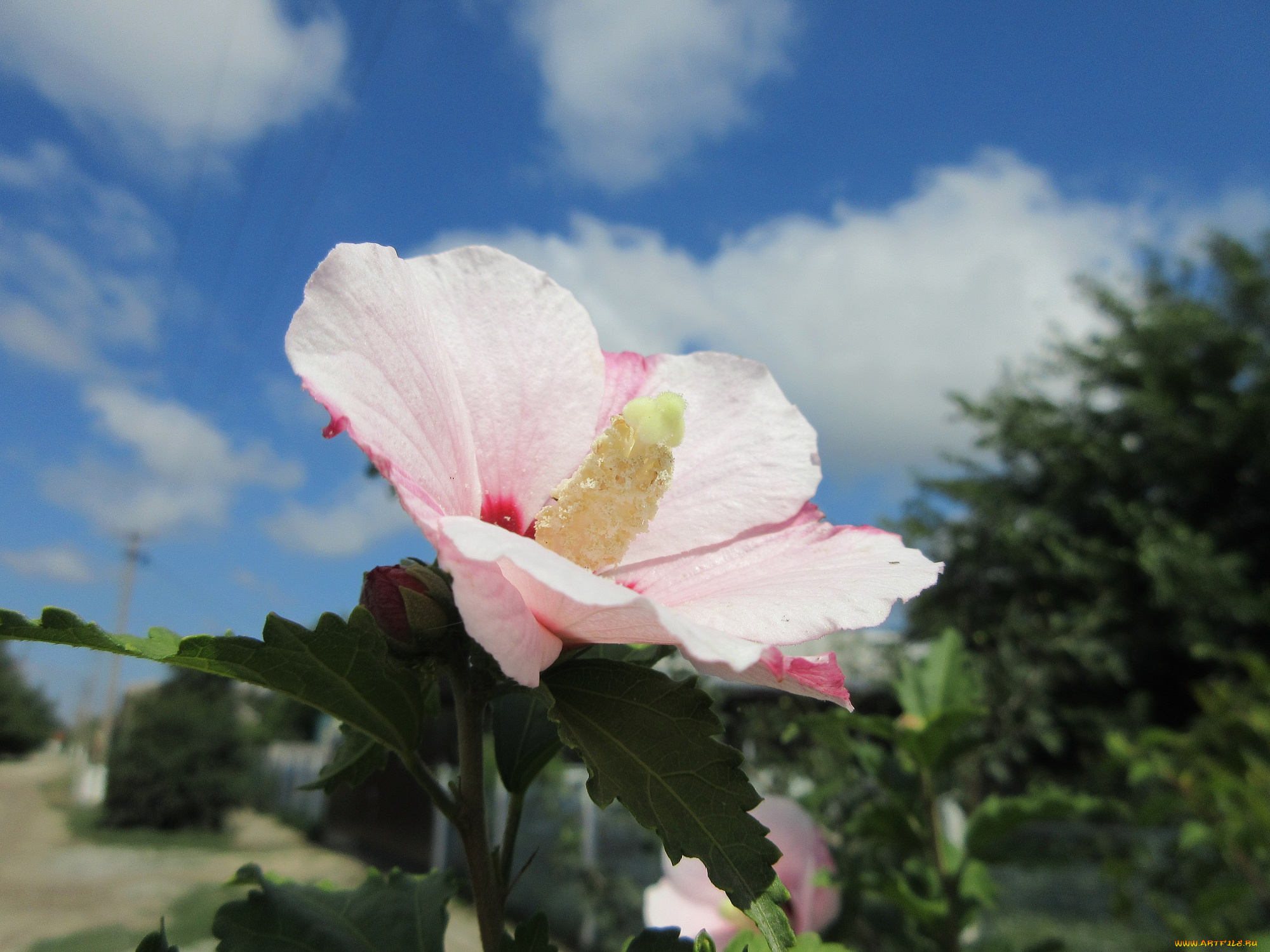 цветы, гибискусы, белый