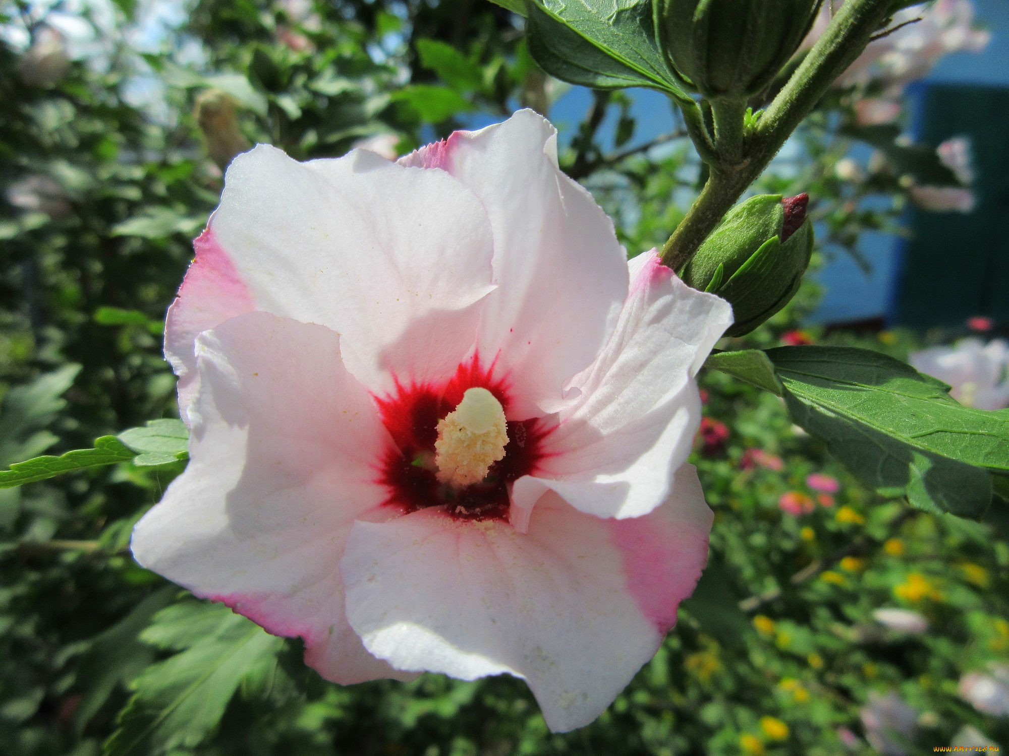 цветы, гибискусы, белый, гибискус