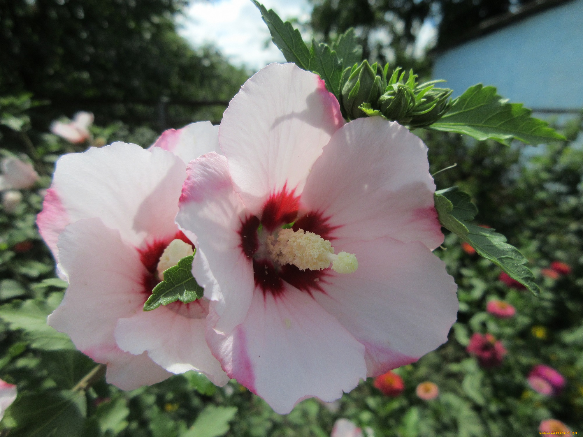 цветы, гибискусы, пара