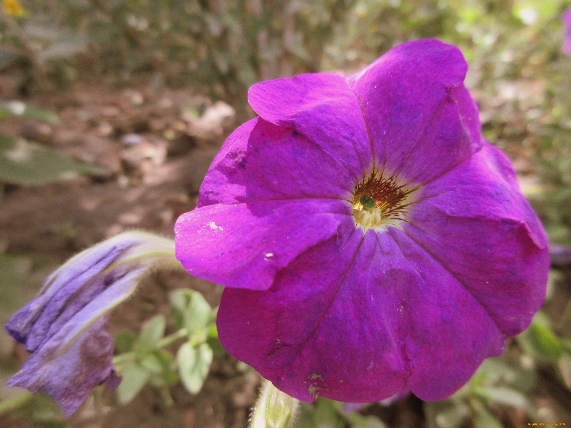 цветы, петунии, , калибрахоа, петуния, макро