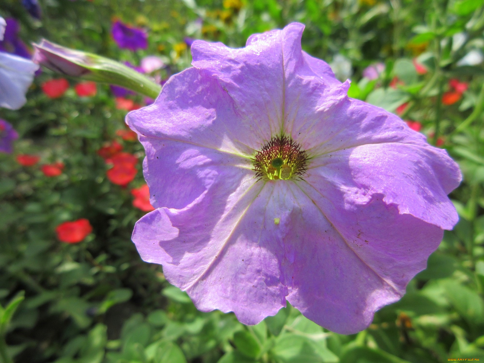 цветы, петунии, , калибрахоа, петуния, макро