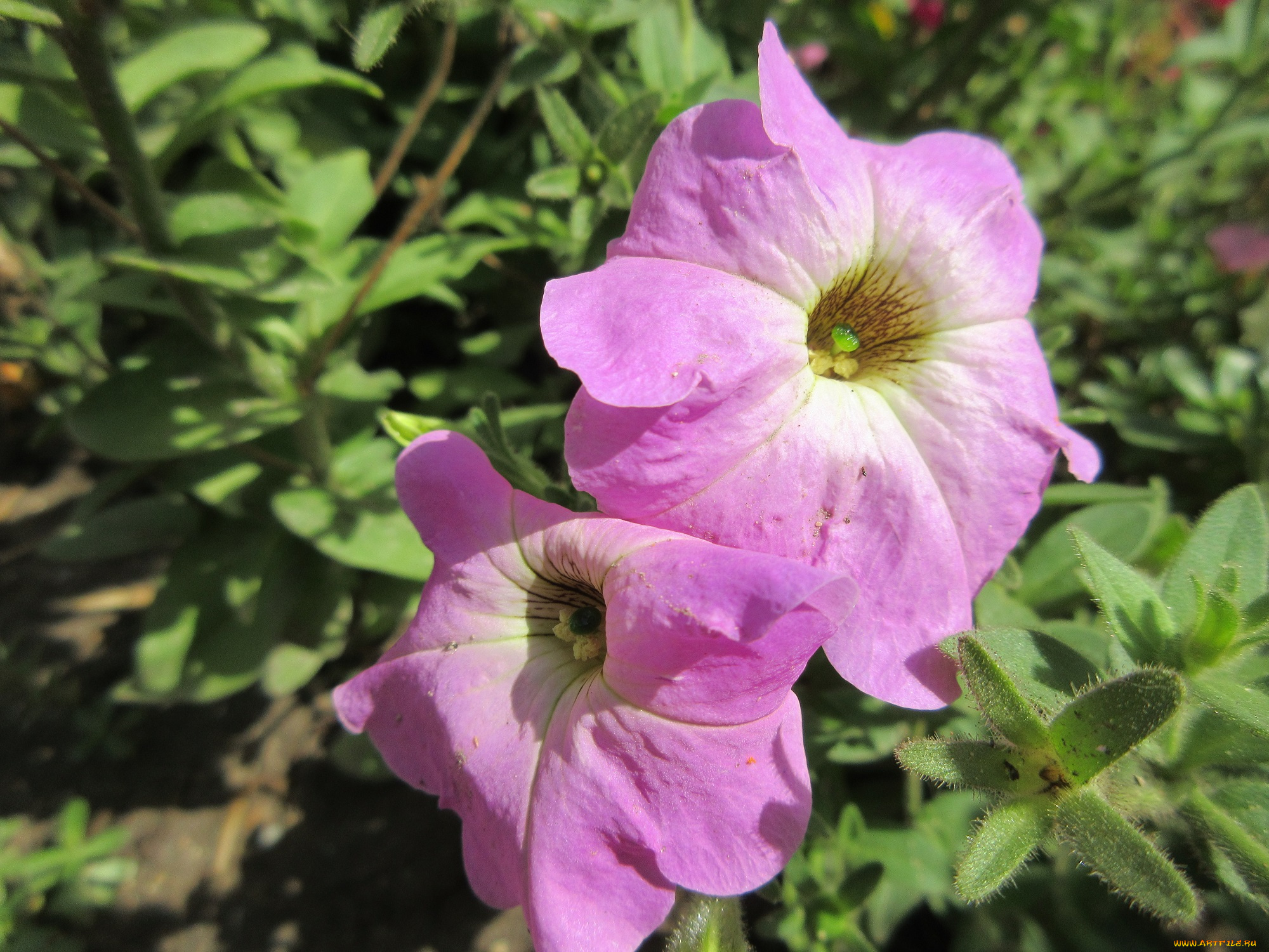 цветы, петунии, , калибрахоа, сиреневая, петунья