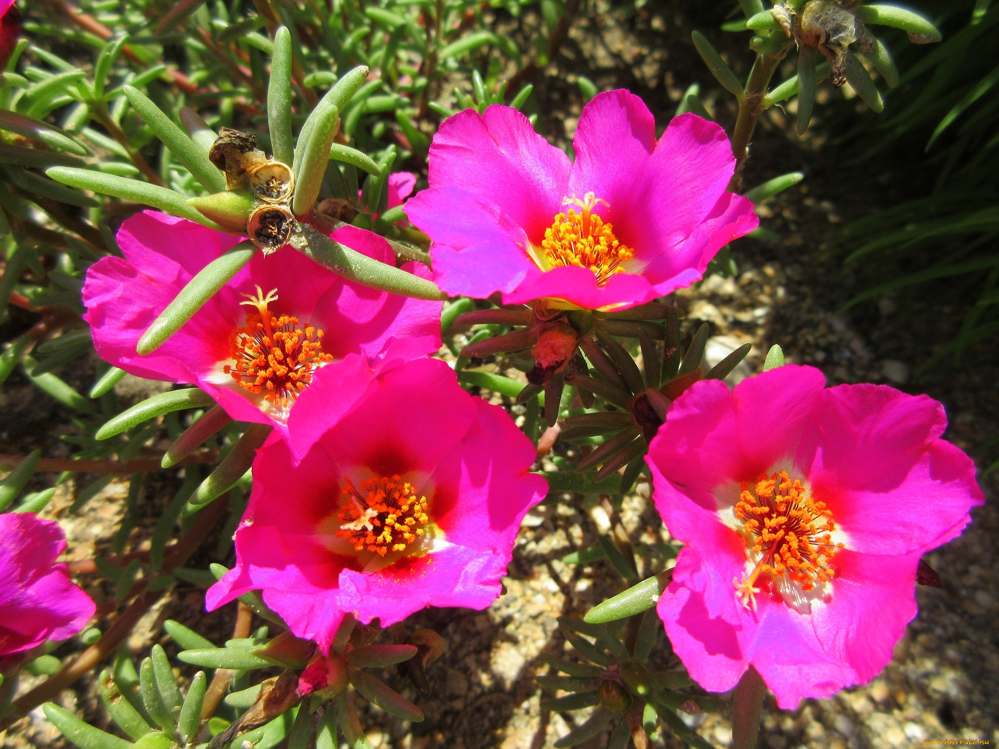 цветы, портулак, солонец