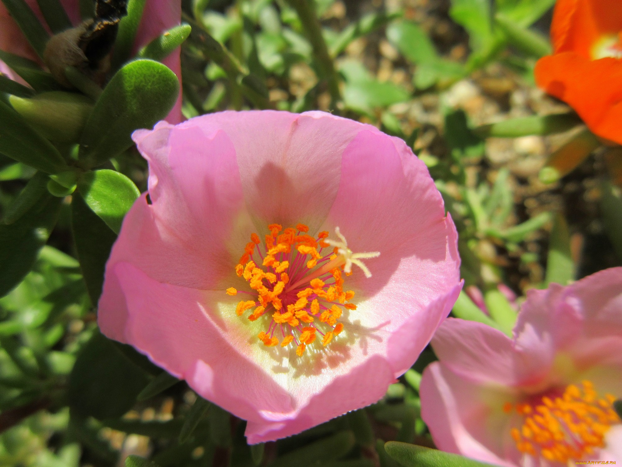 цветы, портулак, солонец