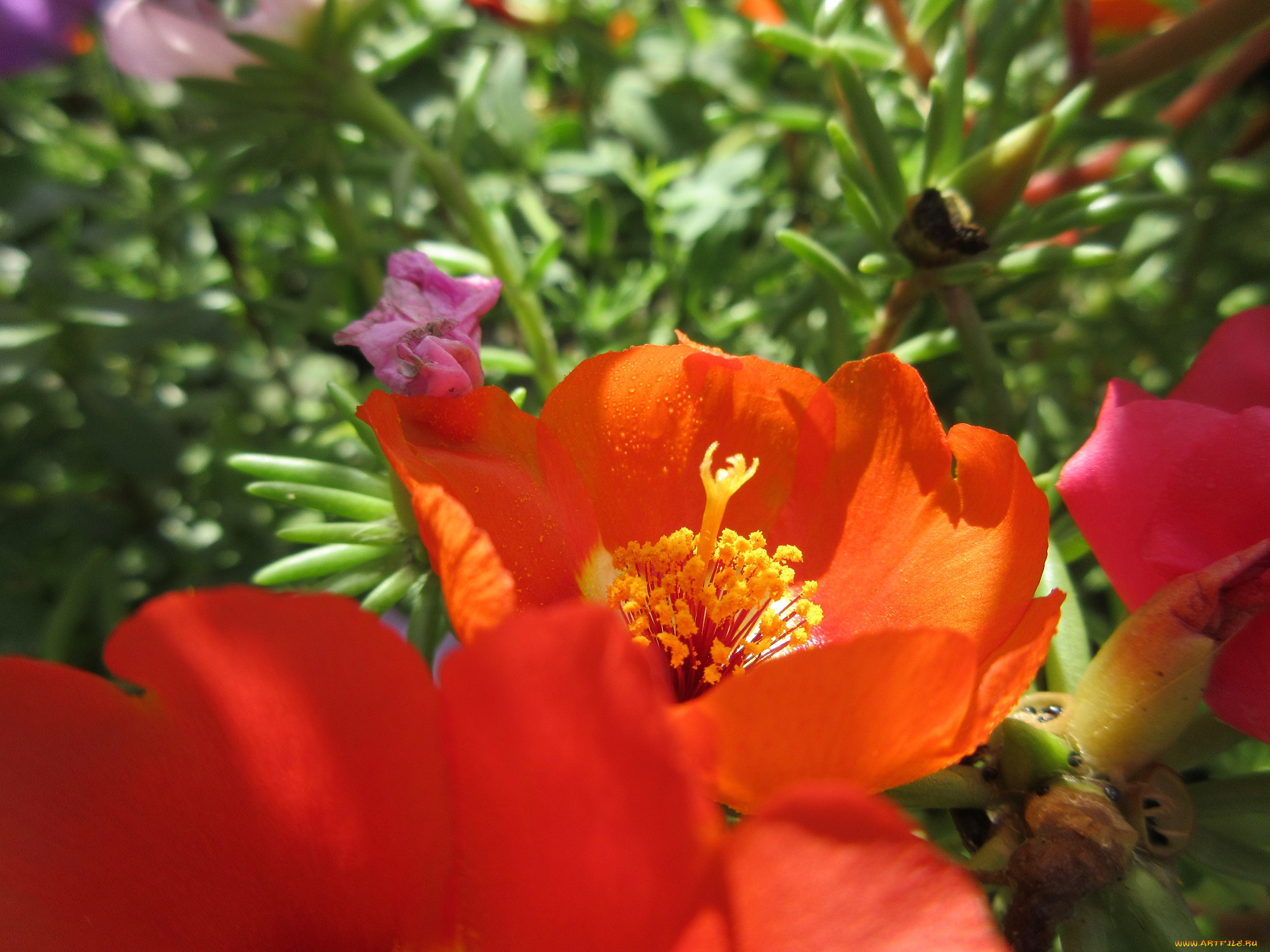 цветы, портулак, солонец