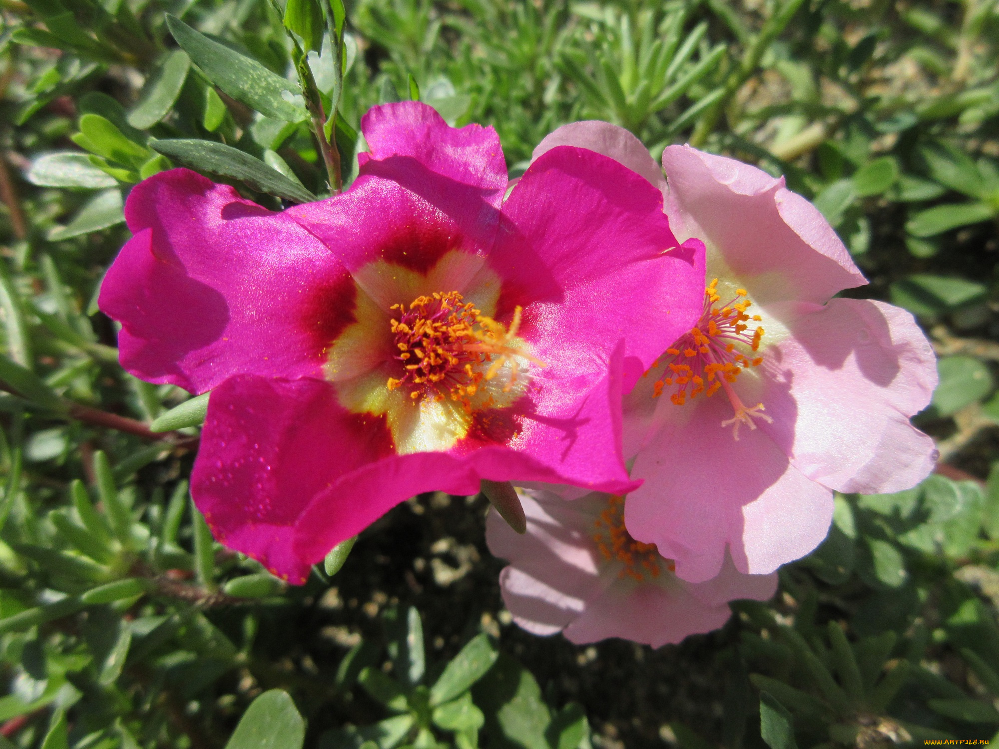 цветы, портулак, солонец