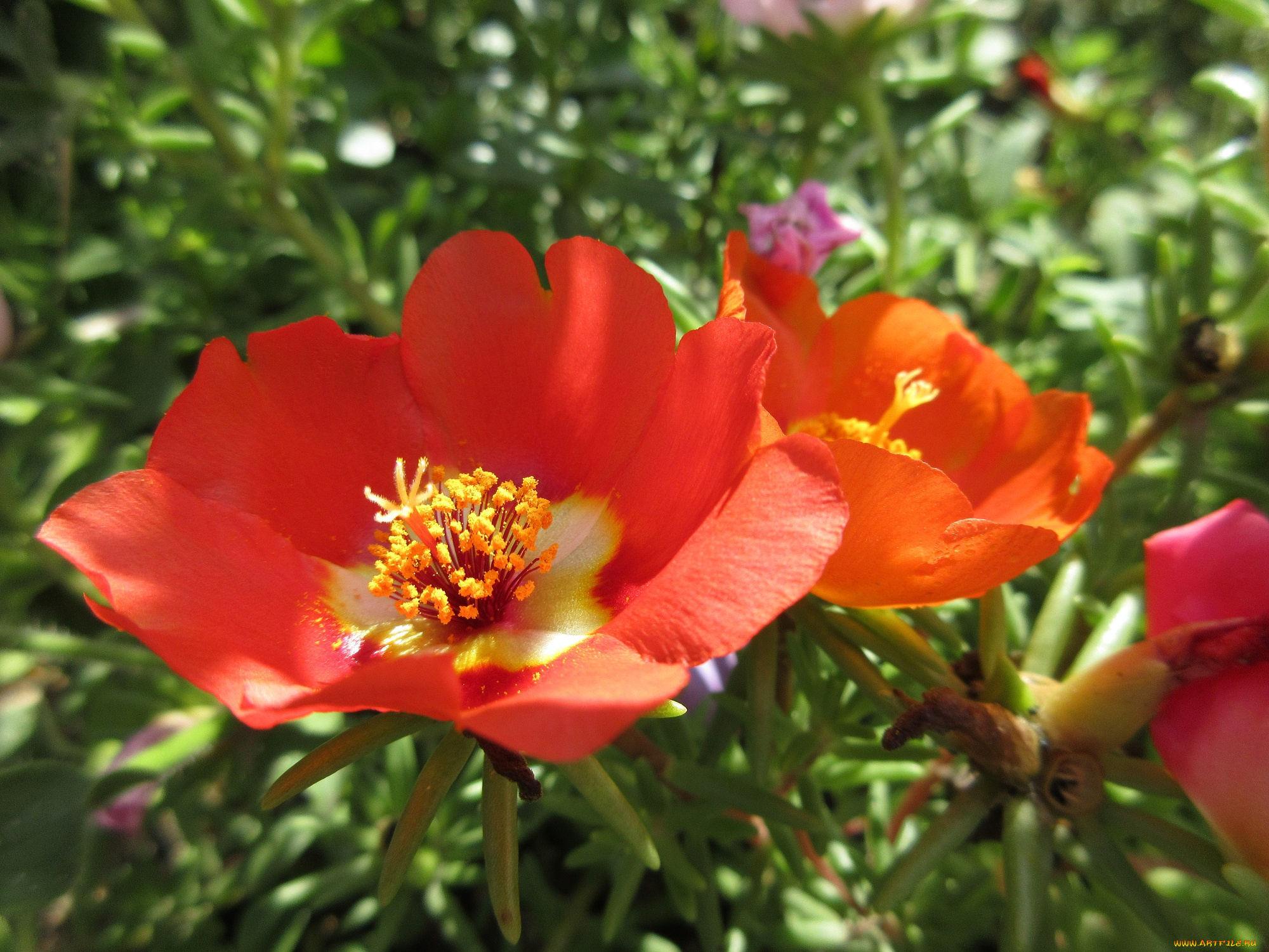 цветы, портулак, солонец