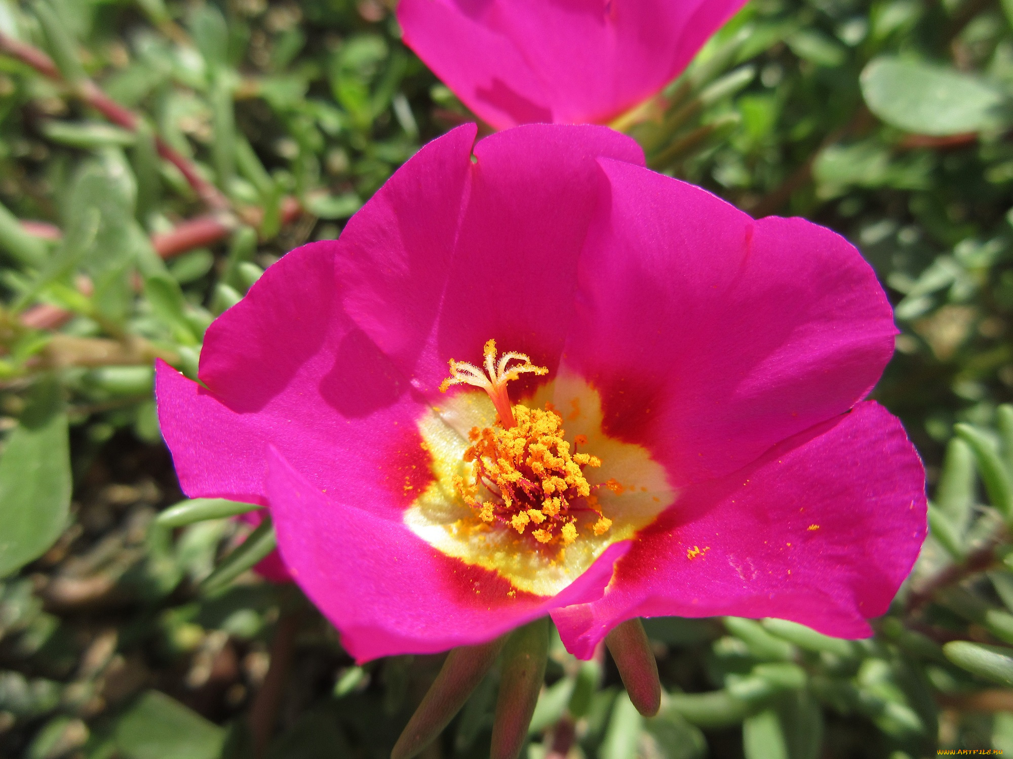 цветы, портулак, солонец