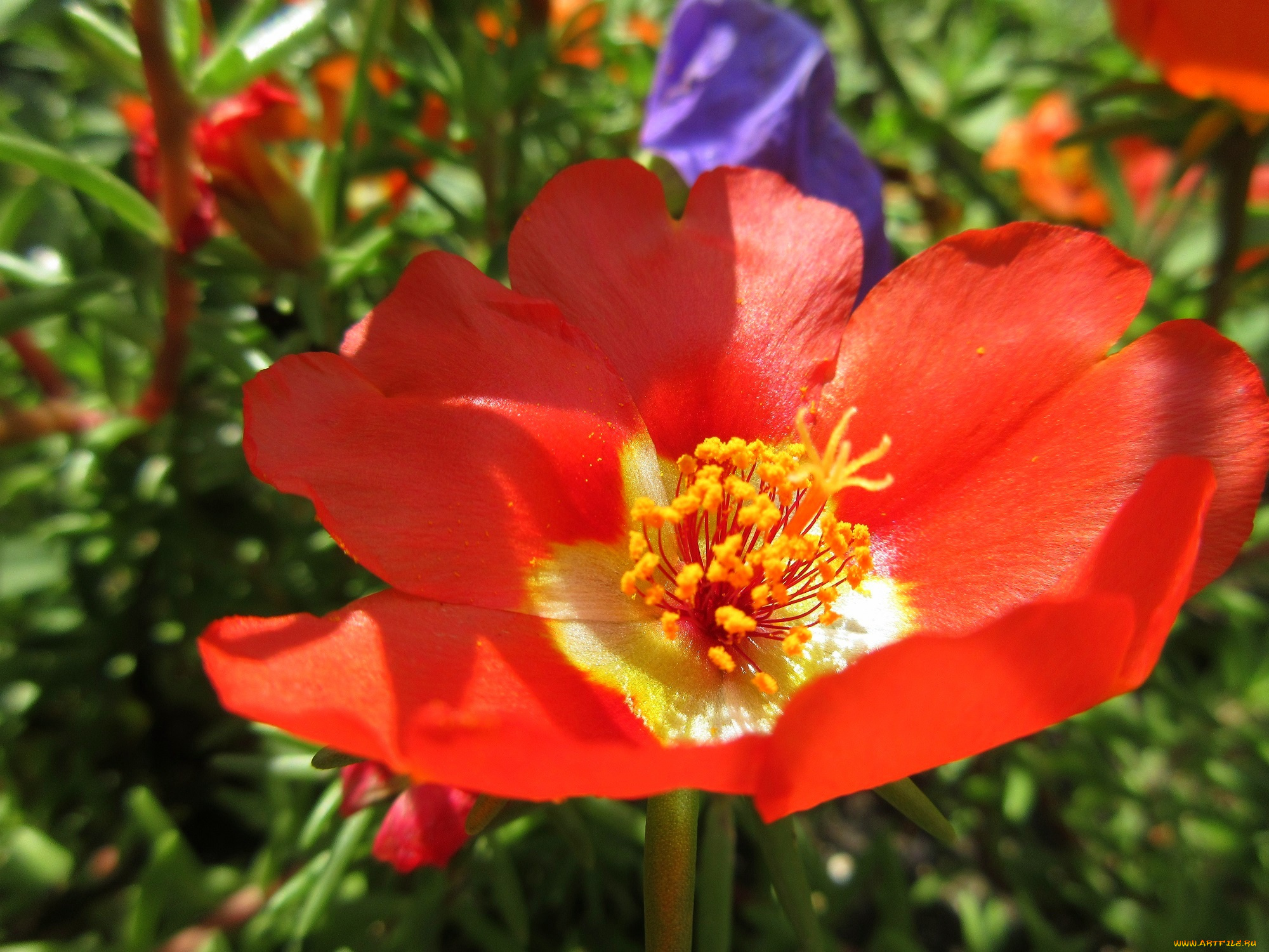 цветы, портулак, яркий