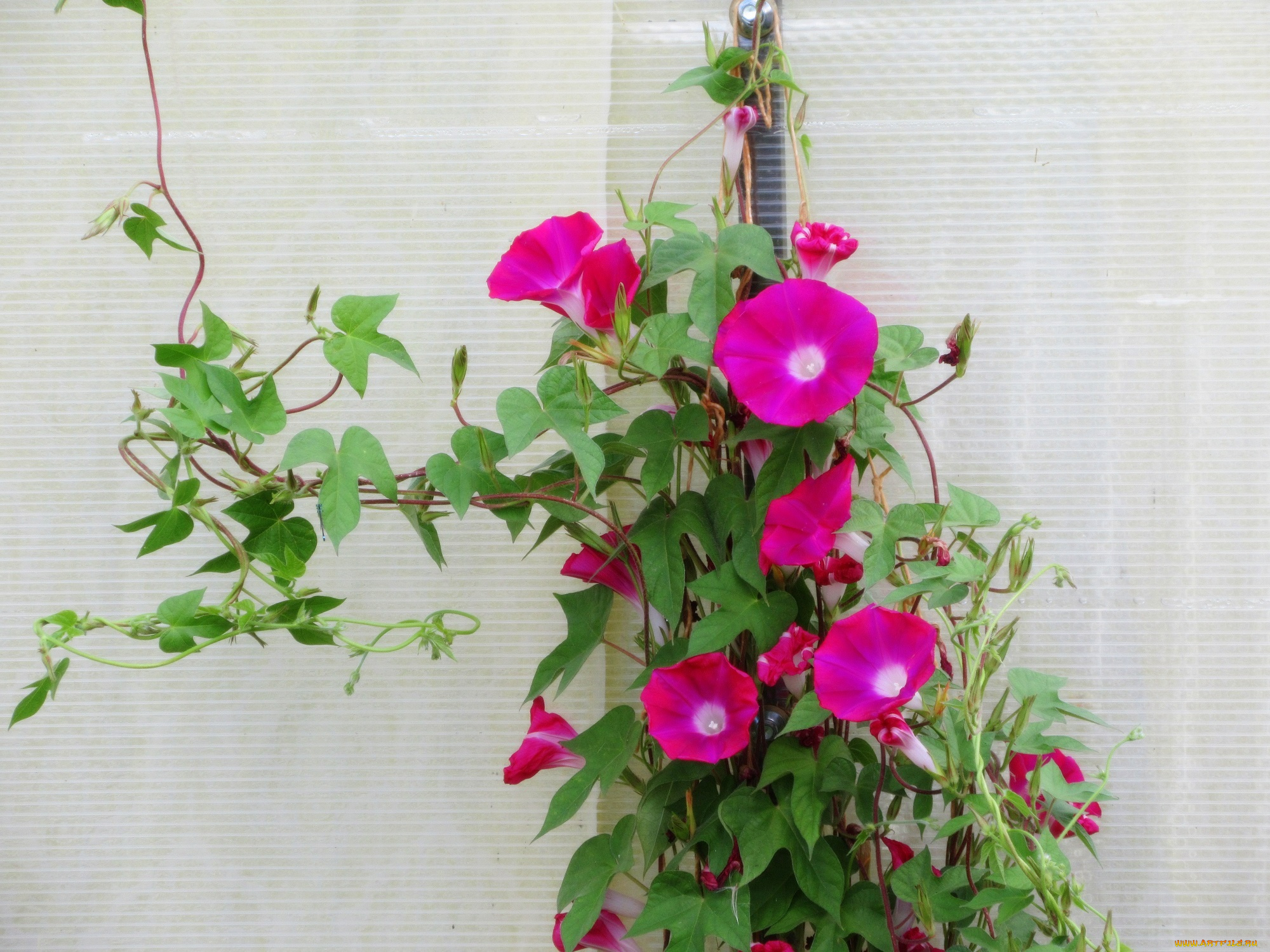 цветы, вьюнки, , ипомеи, плетутся, розовые
