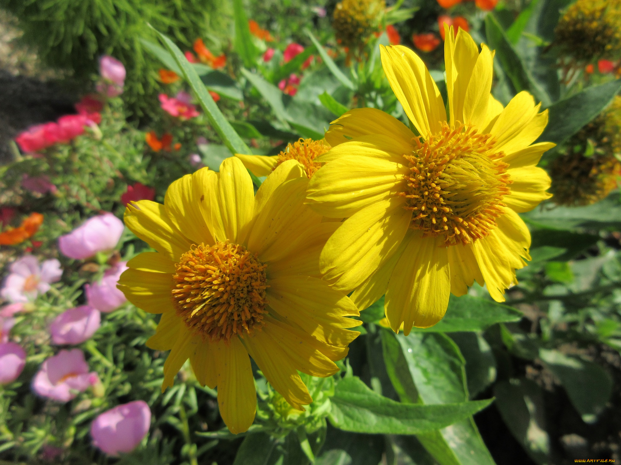 цветы, желтые, пара