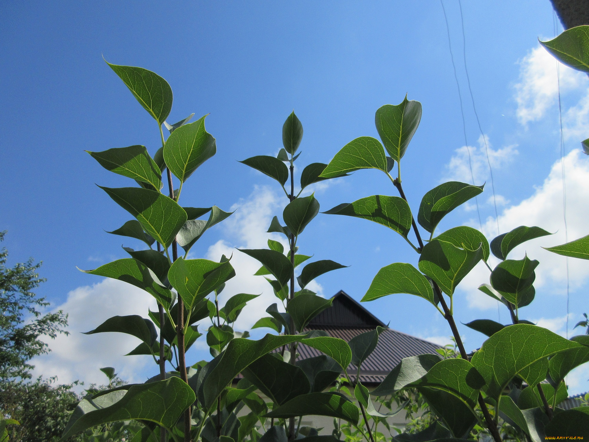 природа, листья, ветки