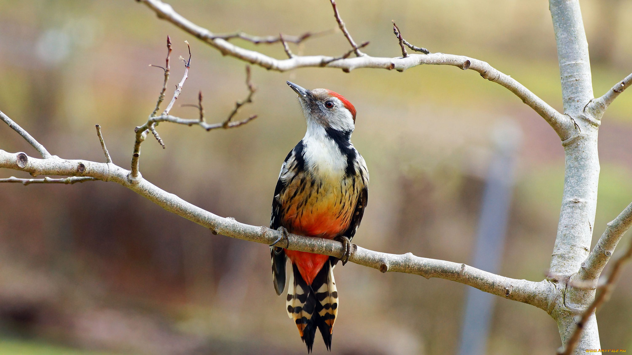 животные, дятлы, птичка