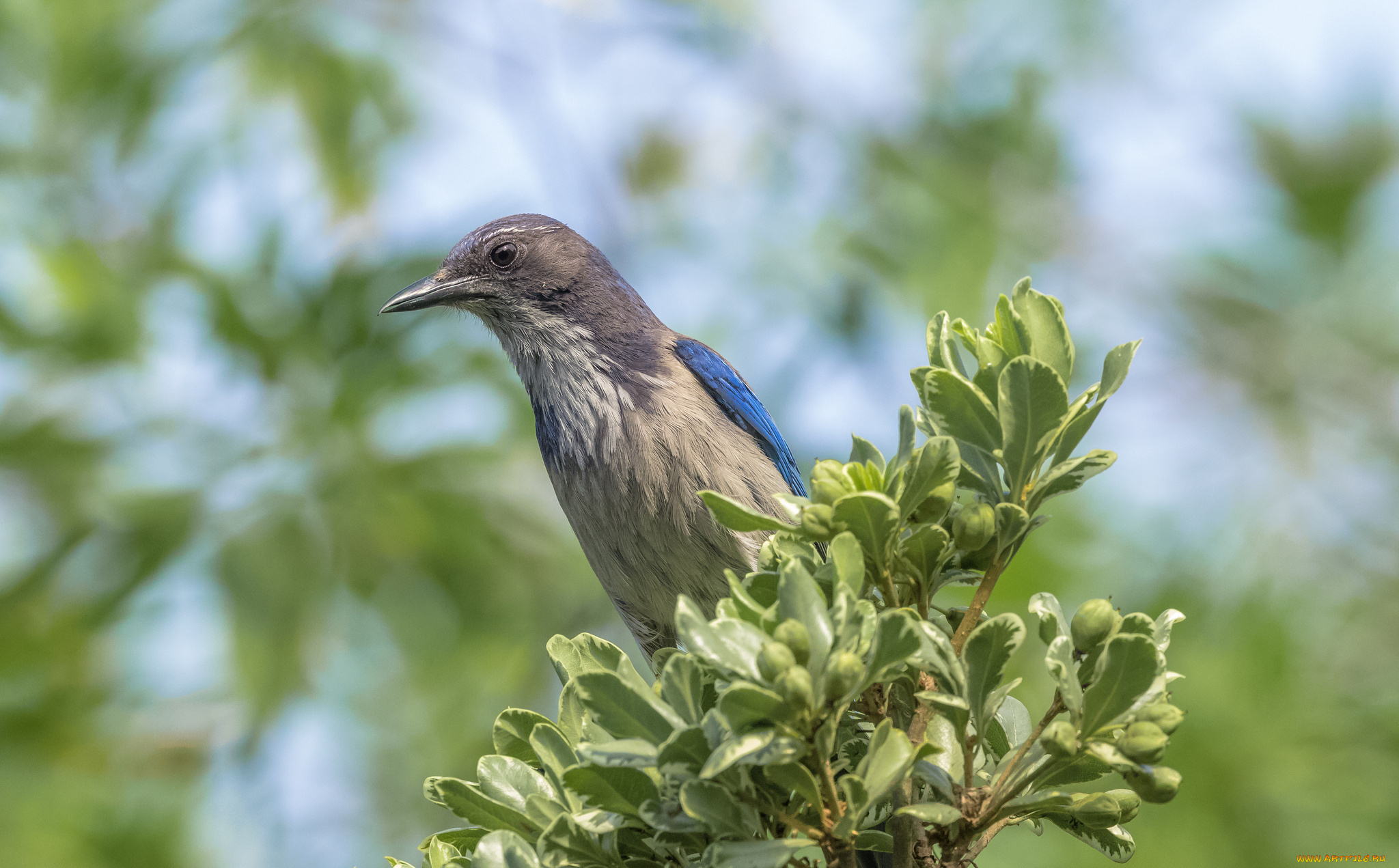 животные, птицы, птичка