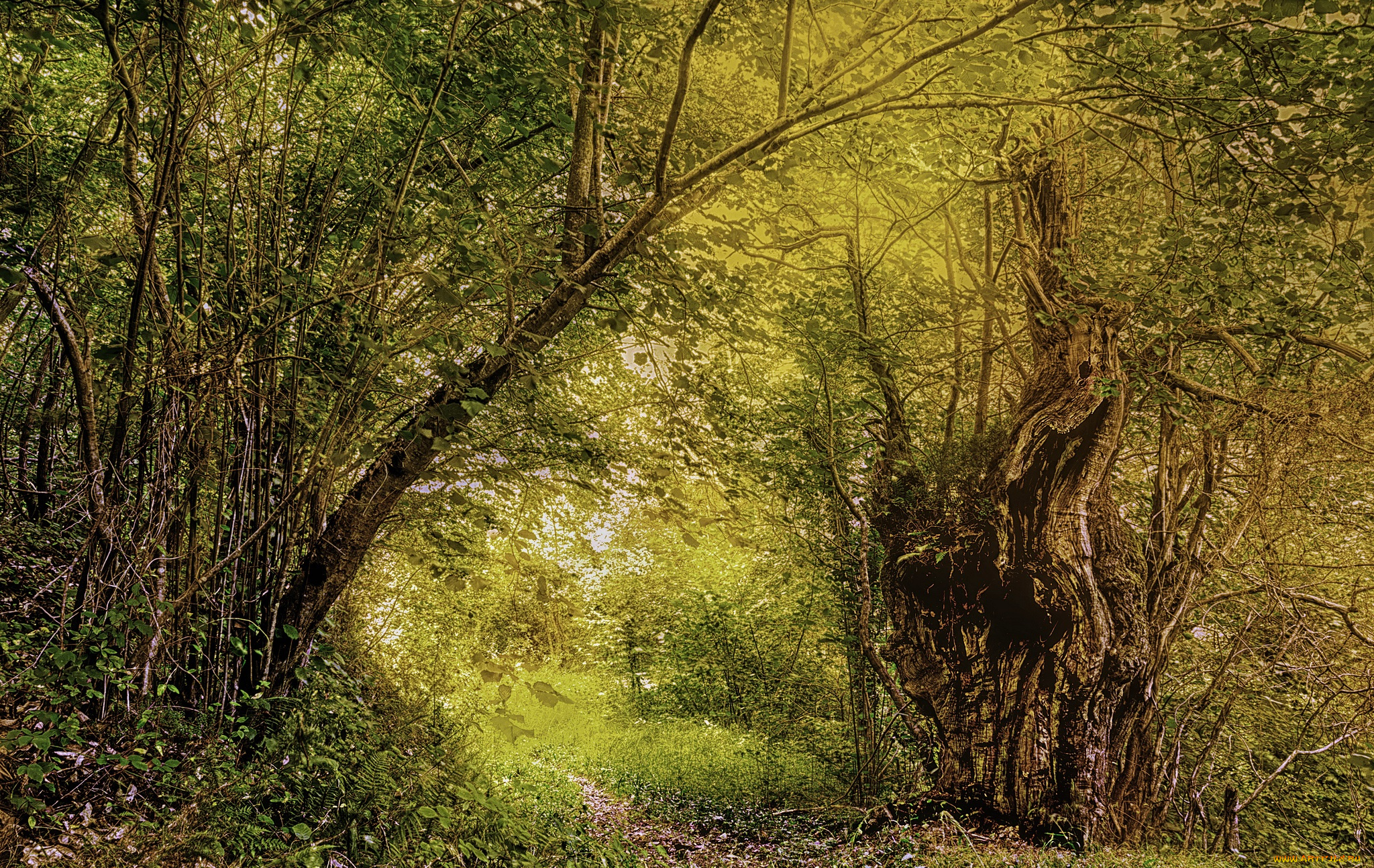 природа, лес, простор