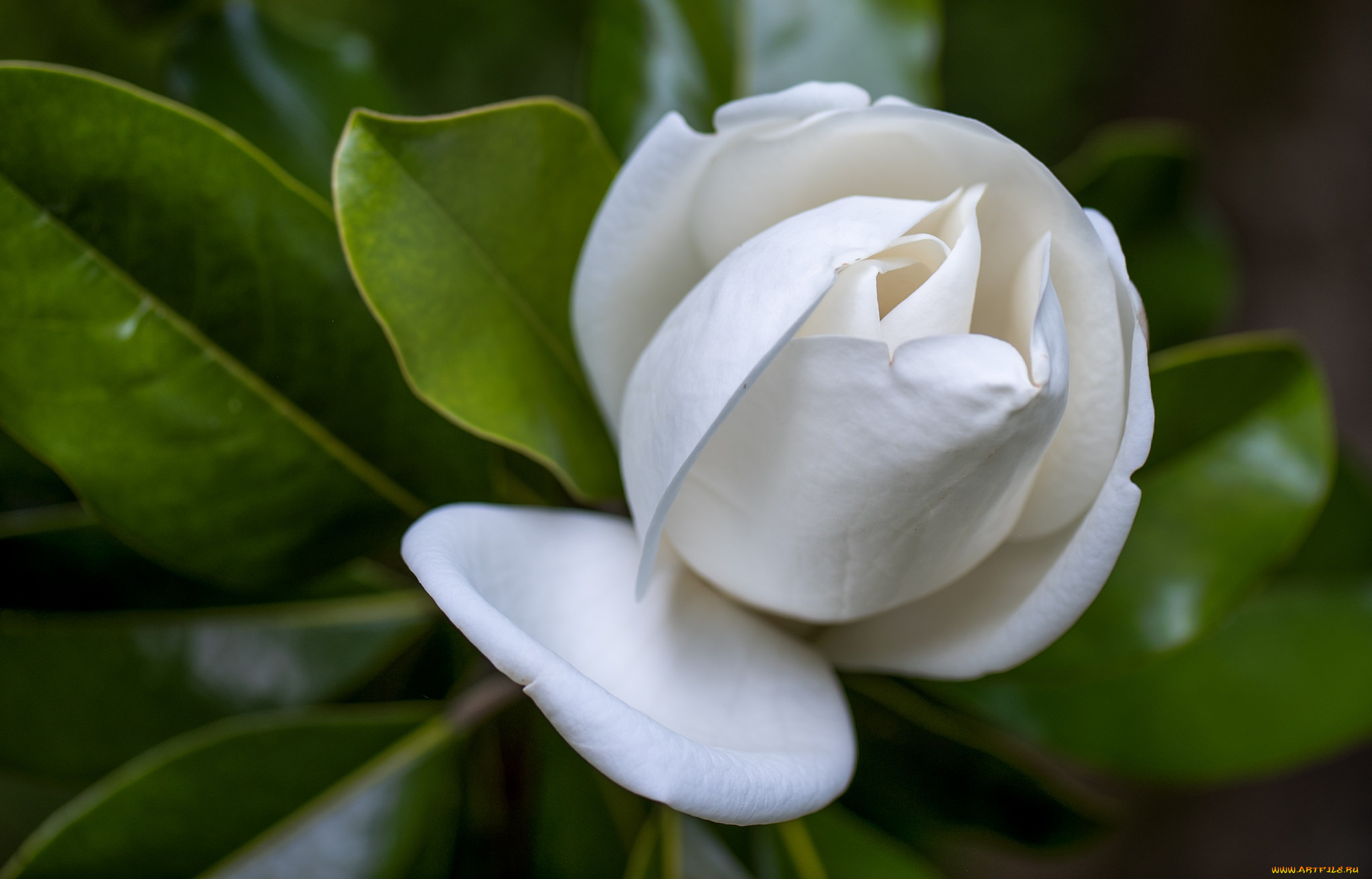 цветы, гардения, бутон, макро, белый