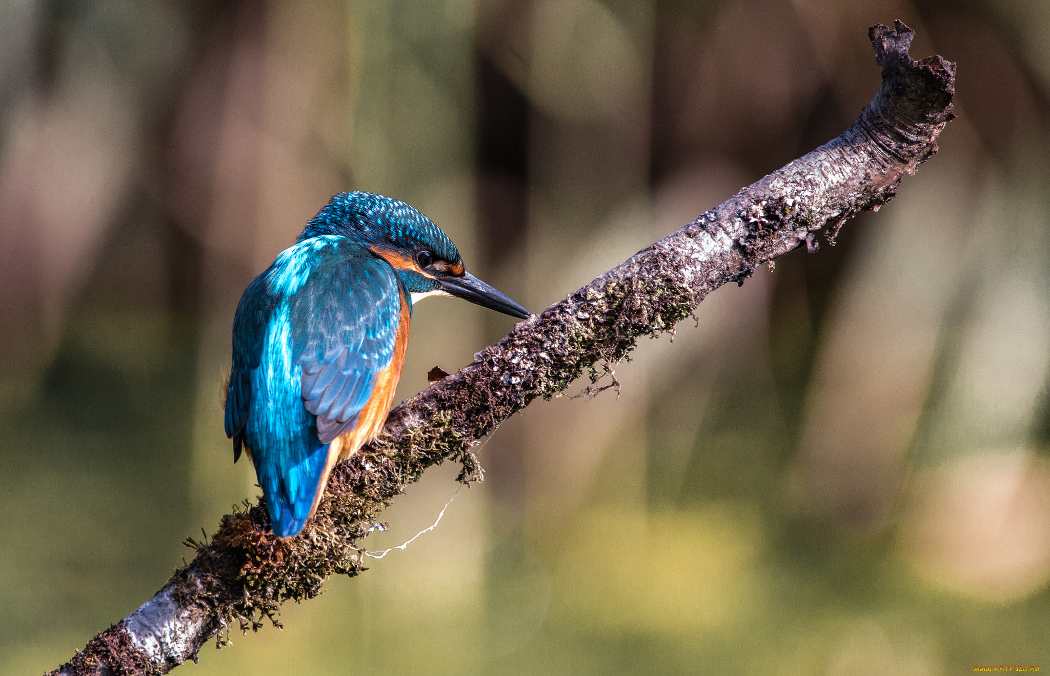 животные, зимородки, птичка