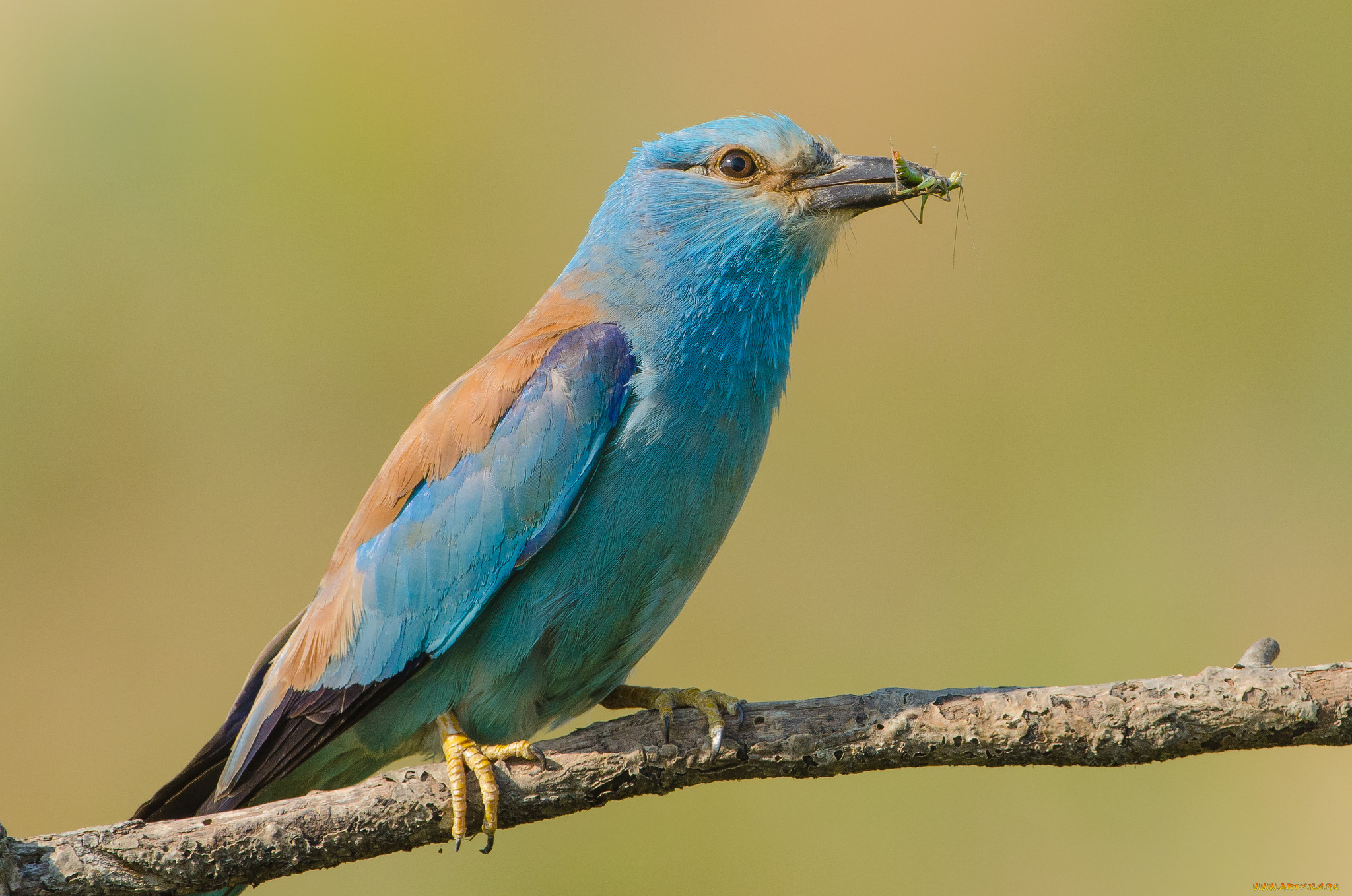 животные, птицы, птичка
