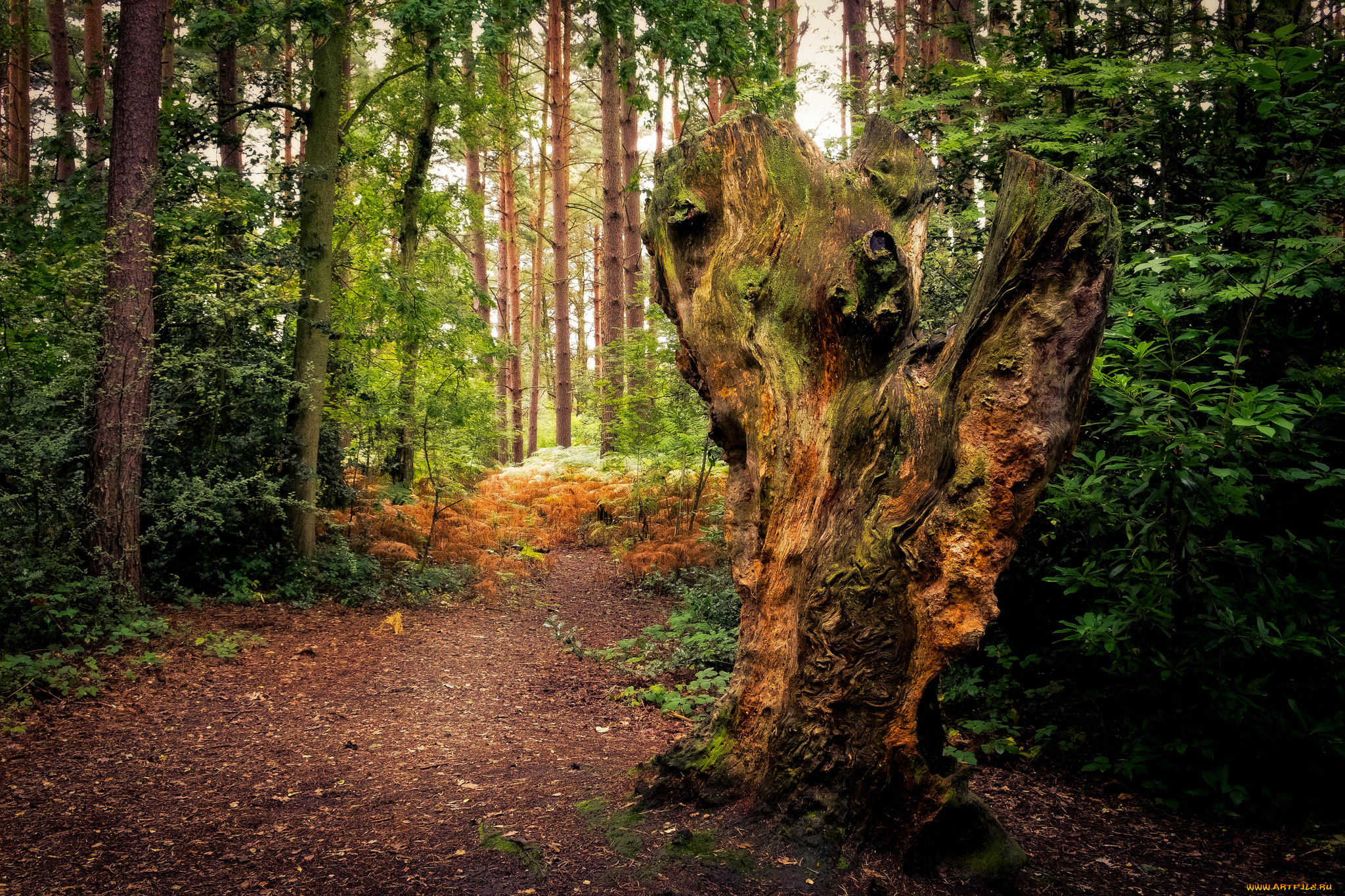 природа, дороги, простор