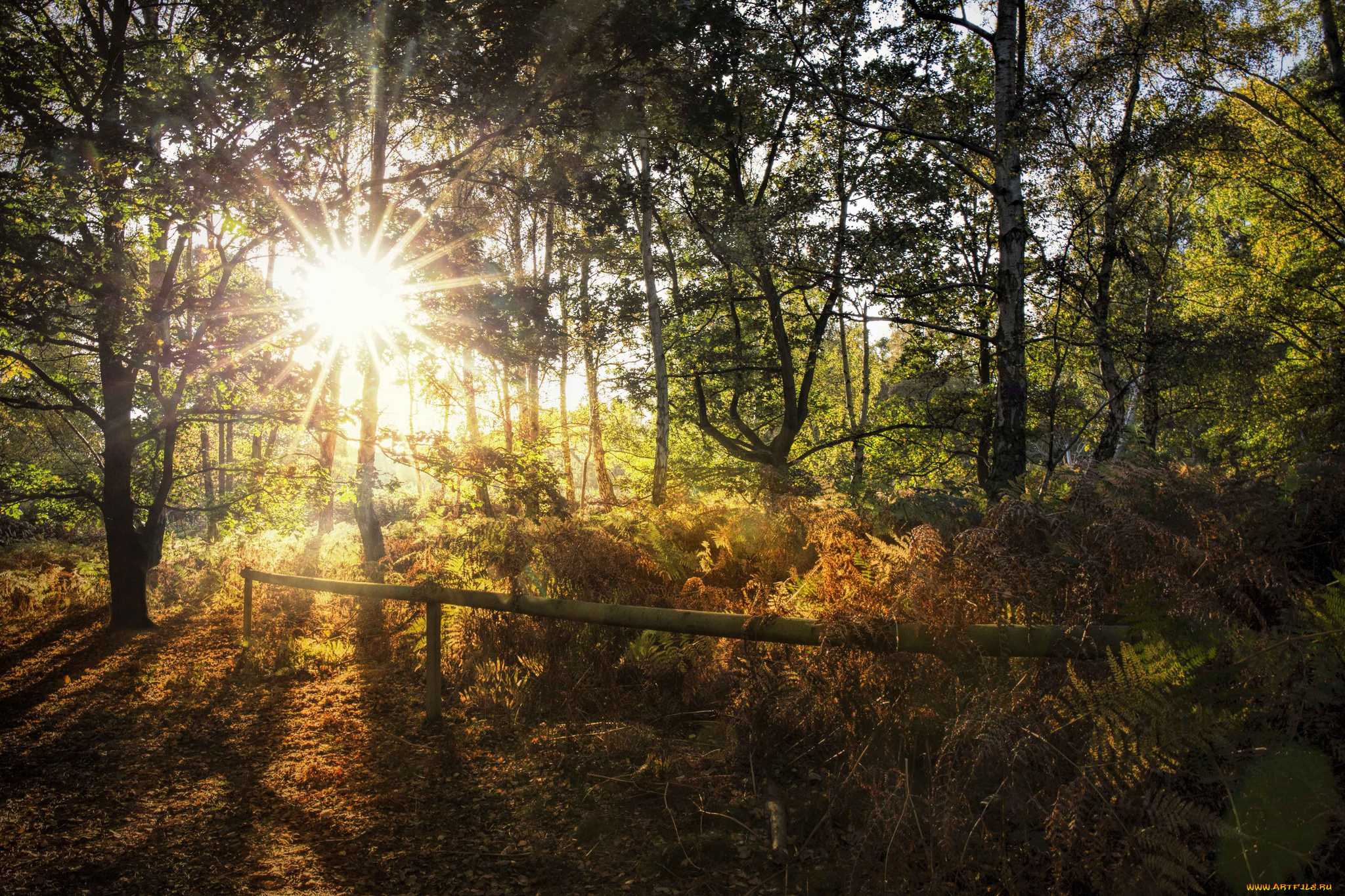 природа, лес, простор