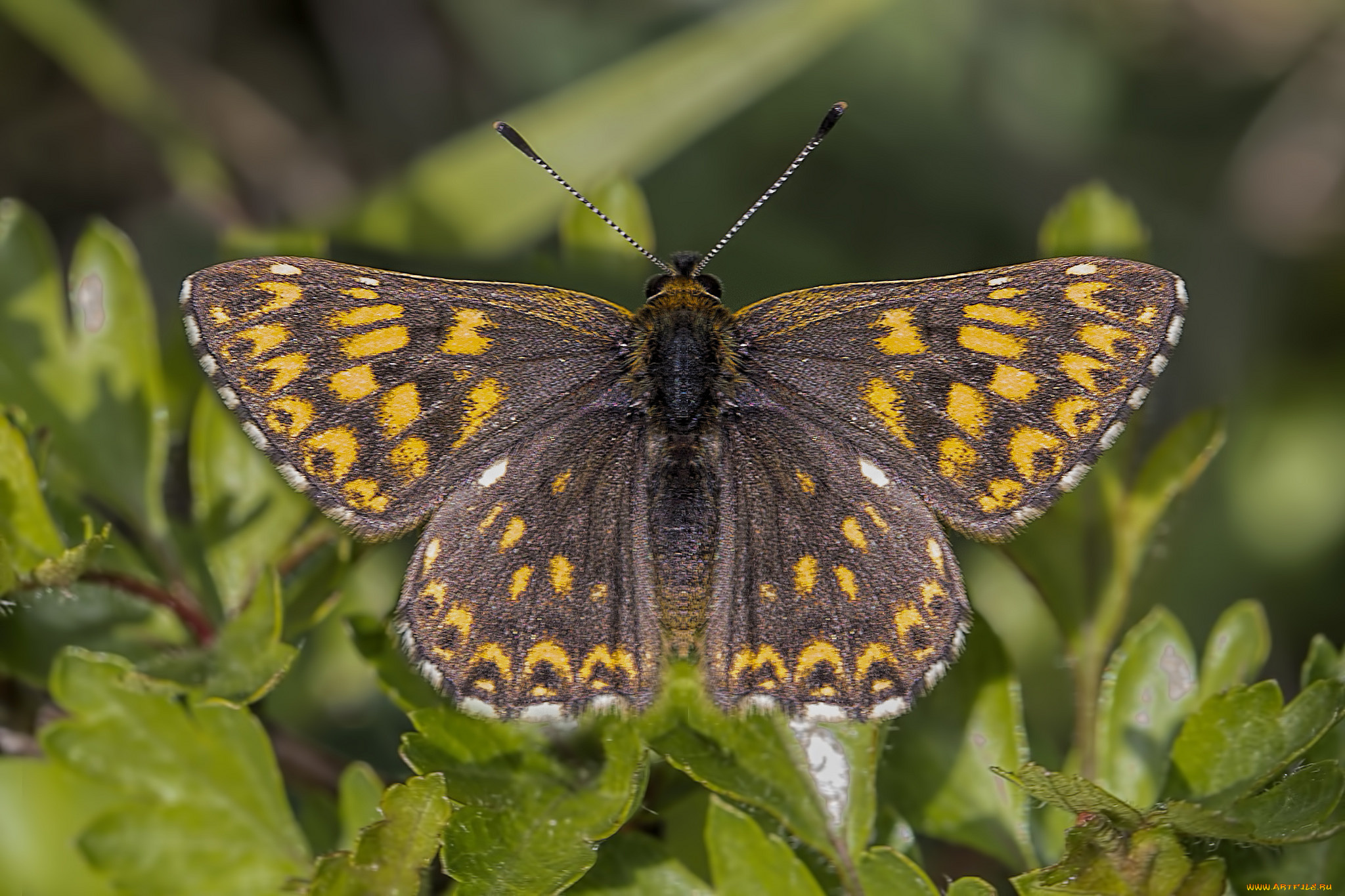 животные, бабочки, , мотыльки, , моли, бабочка