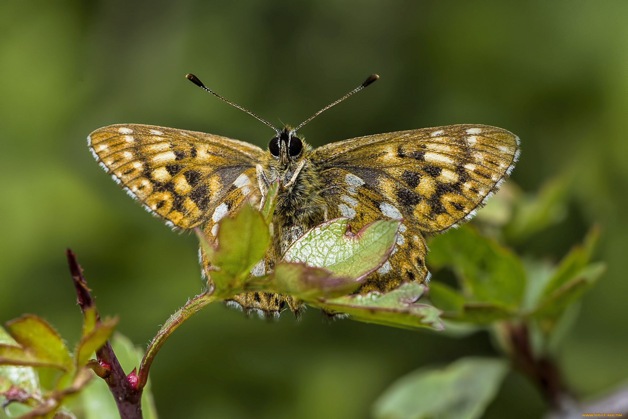 животные, бабочки, , мотыльки, , моли, бабочка