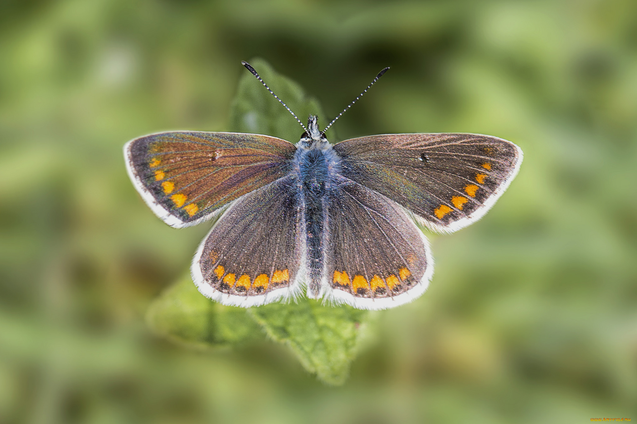 животные, бабочки, , мотыльки, , моли, бабочка