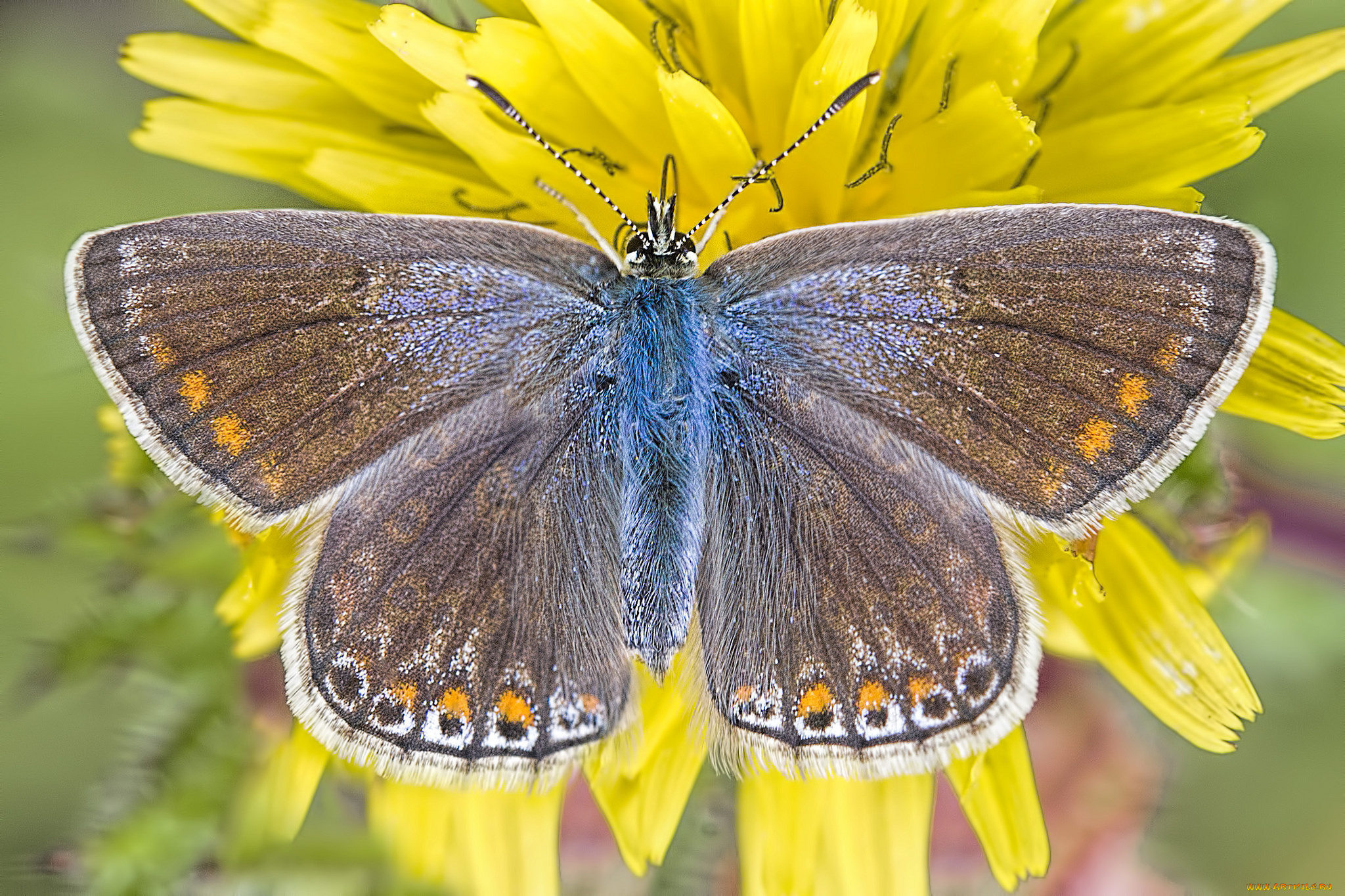 животные, бабочки, , мотыльки, , моли, бабочка