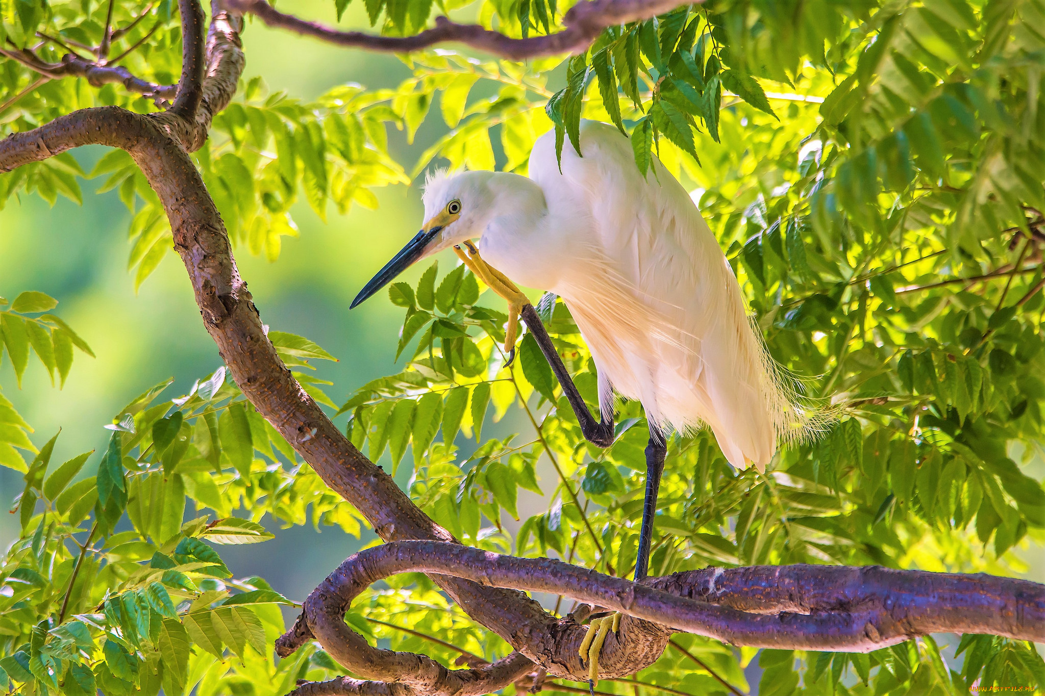 животные, цапли, , выпи, птичка