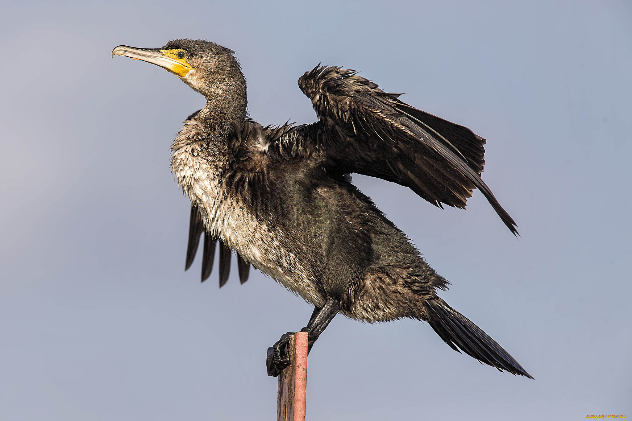 животные, Чайки, , бакланы, , крачки, птичка