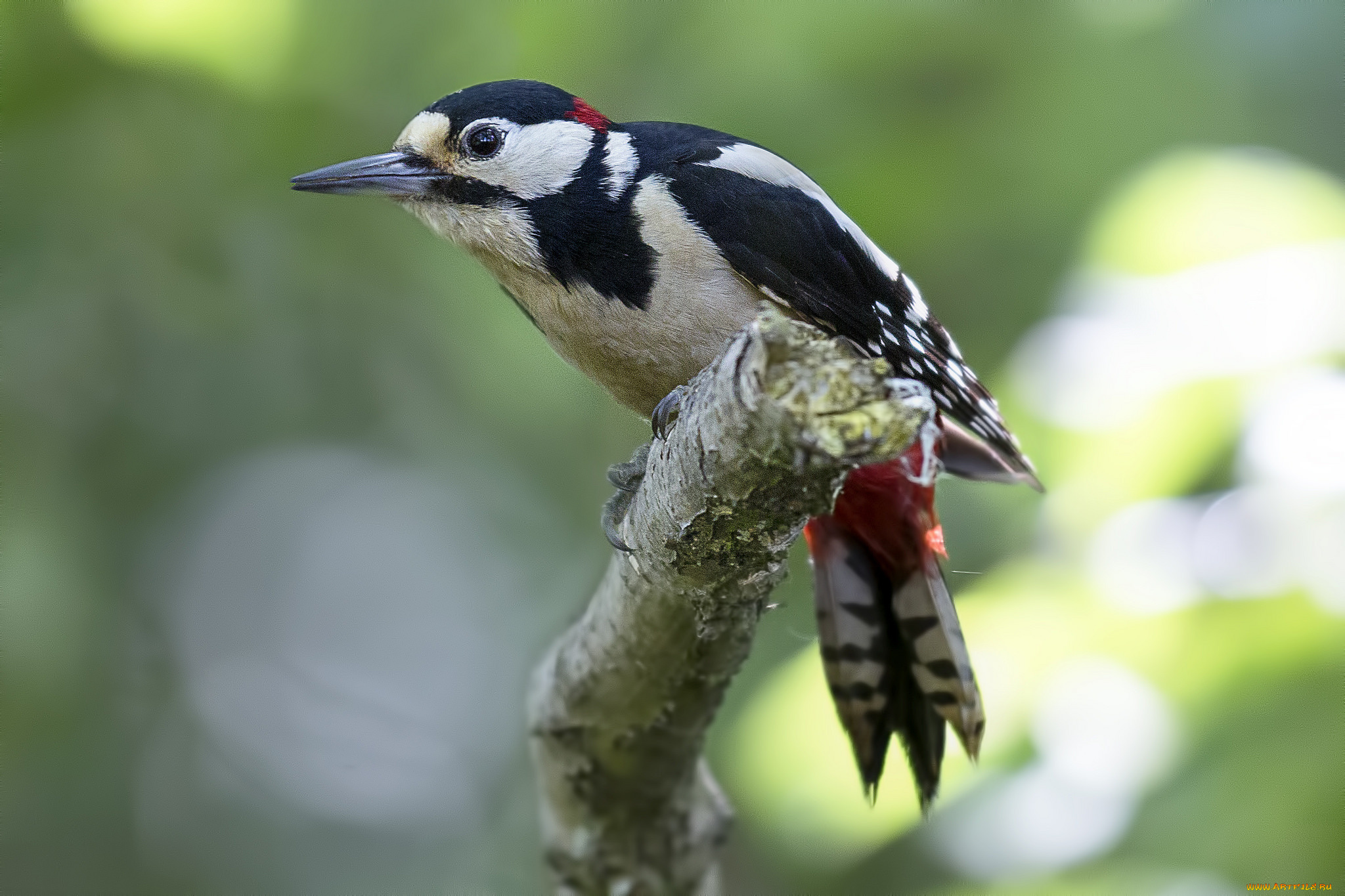 животные, дятлы, птичка