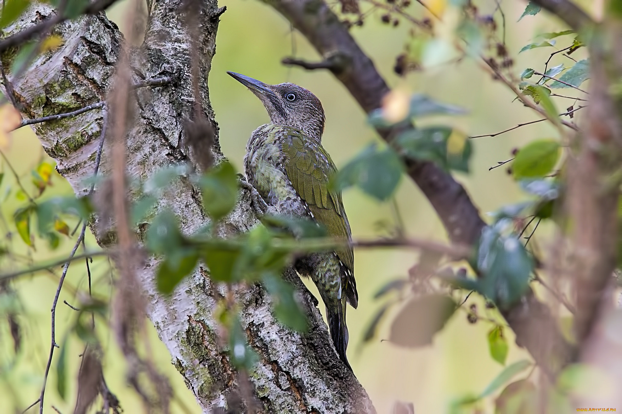 животные, дятлы, птичка