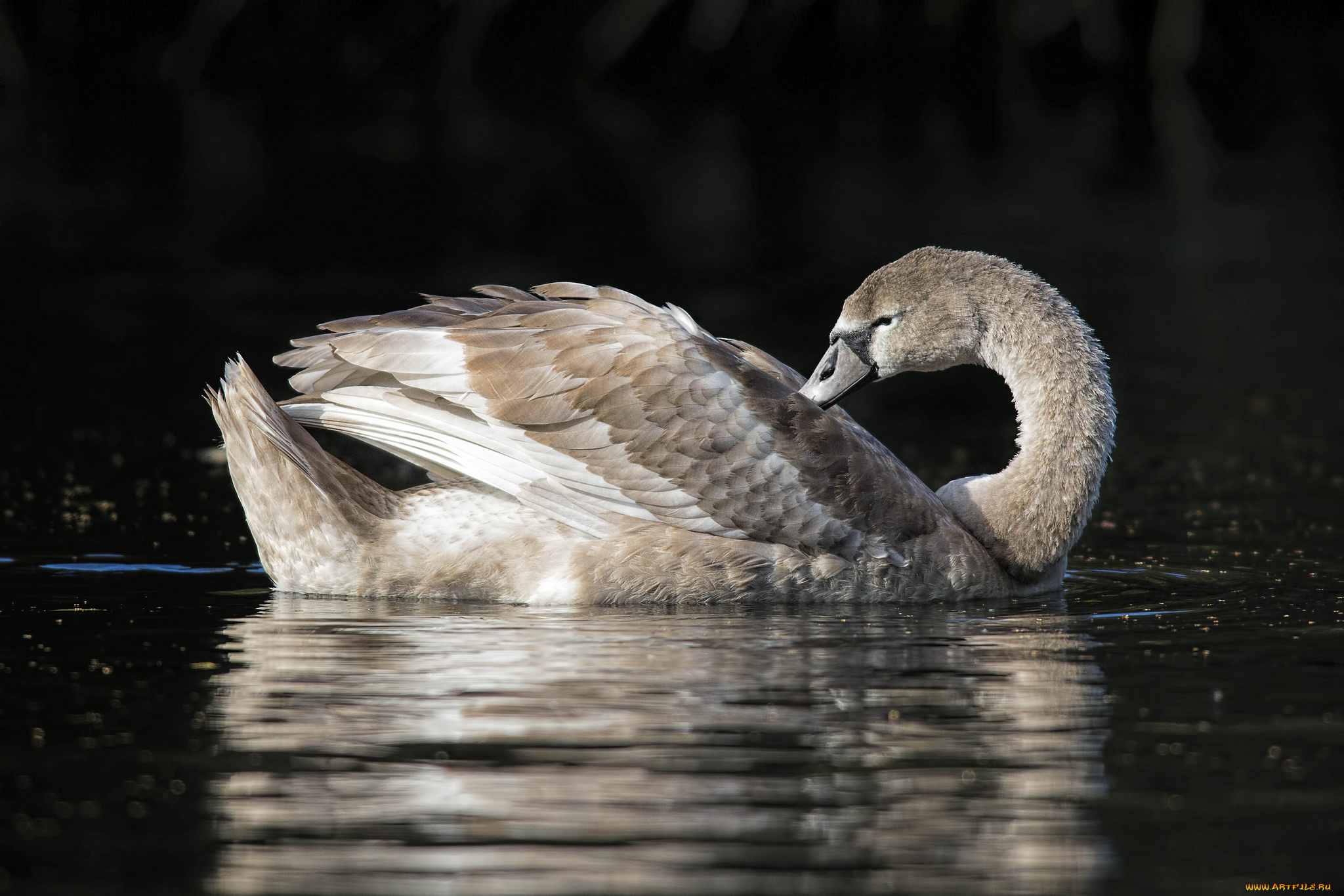 животные, лебеди, птичка