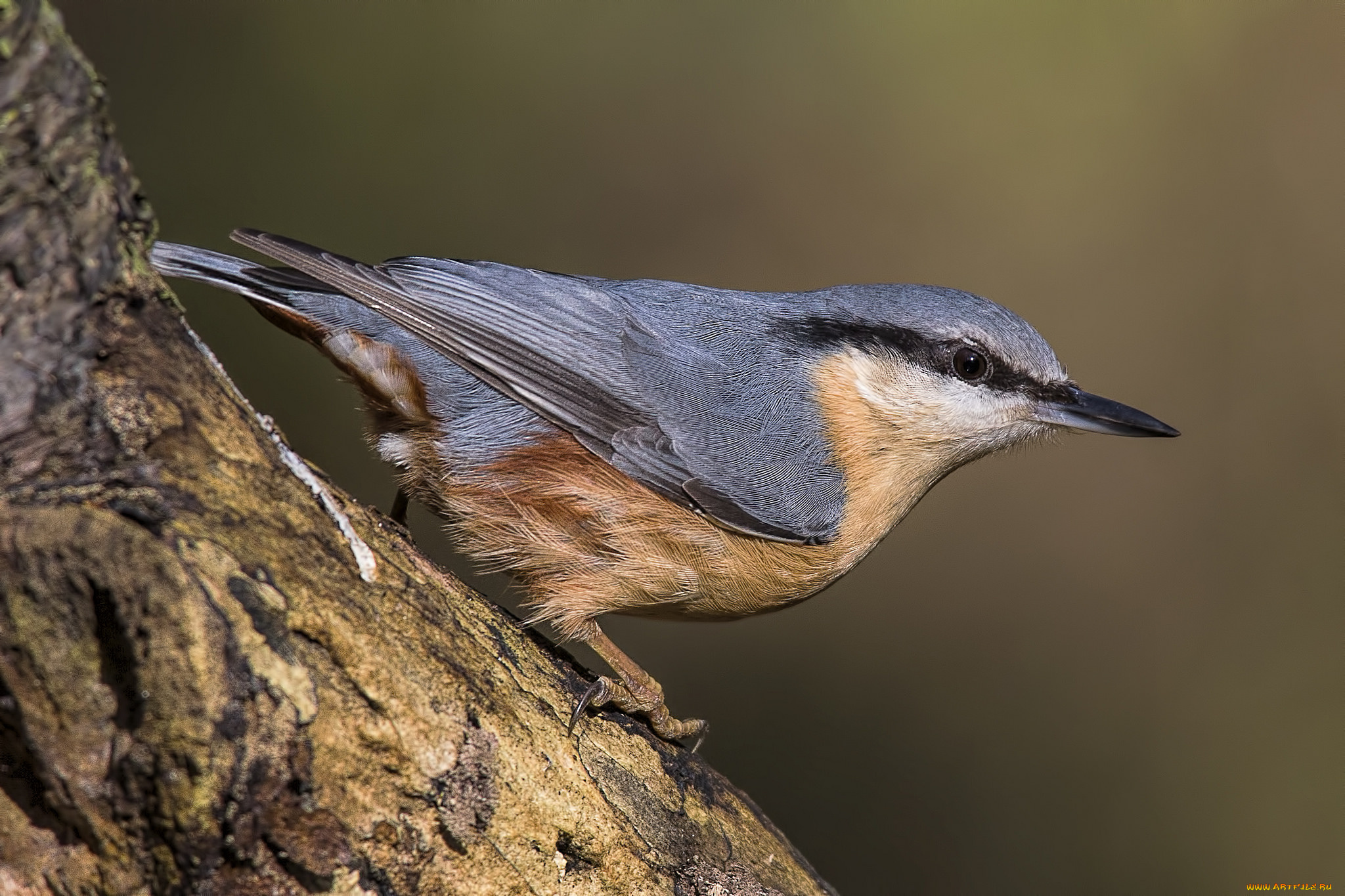 животные, поползни, птичка