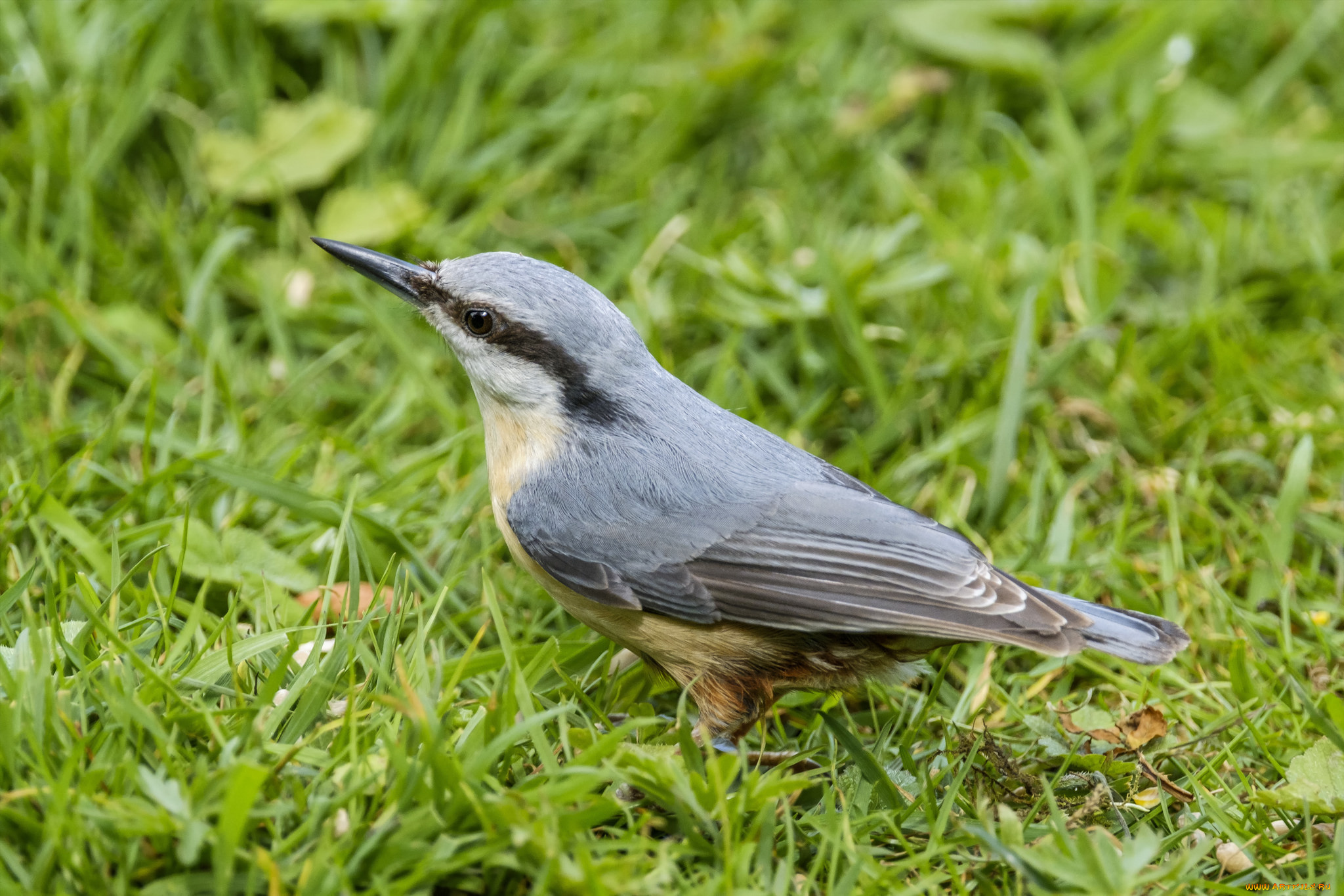 животные, поползни, птичка