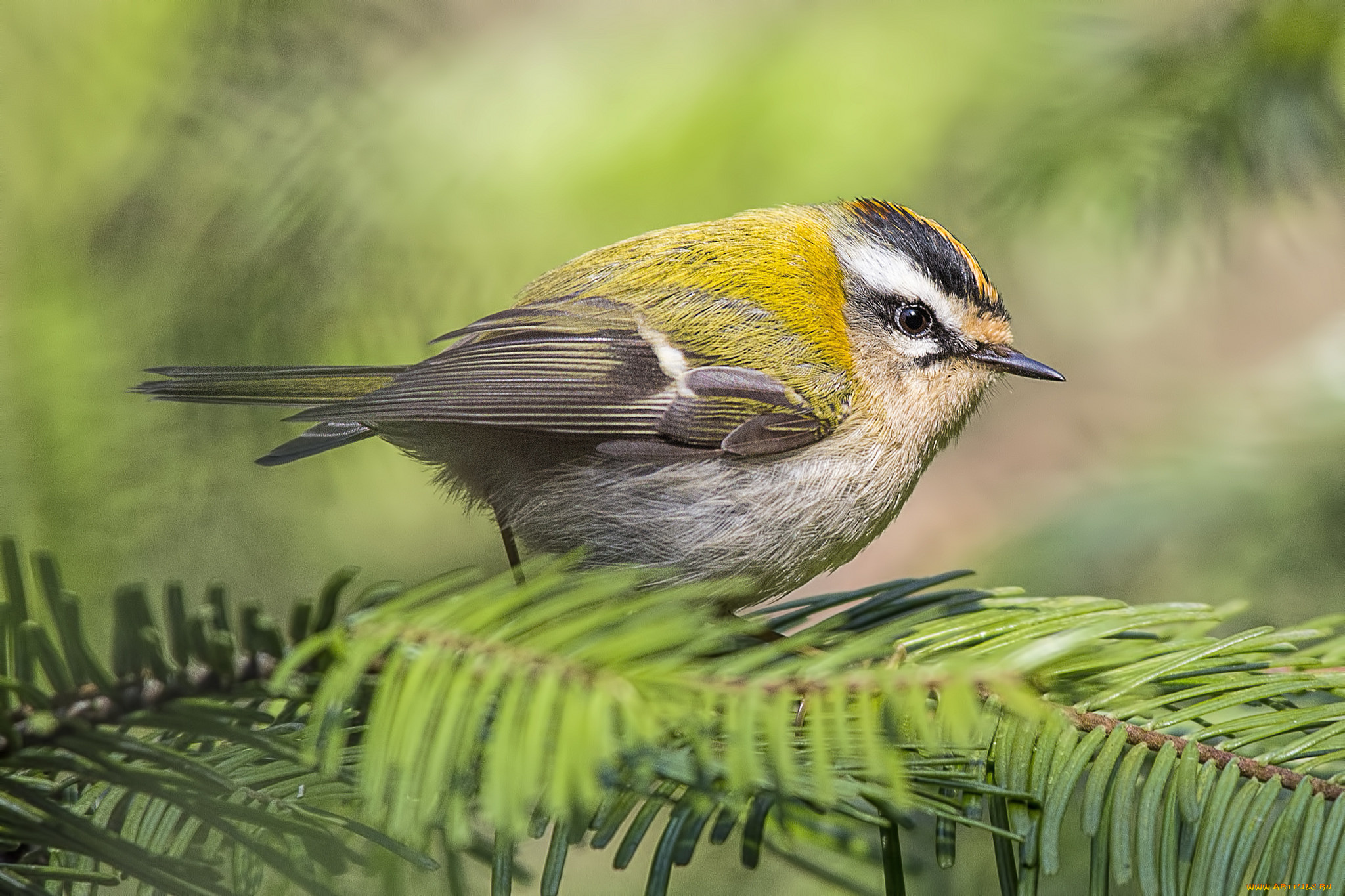 животные, птицы, птичка