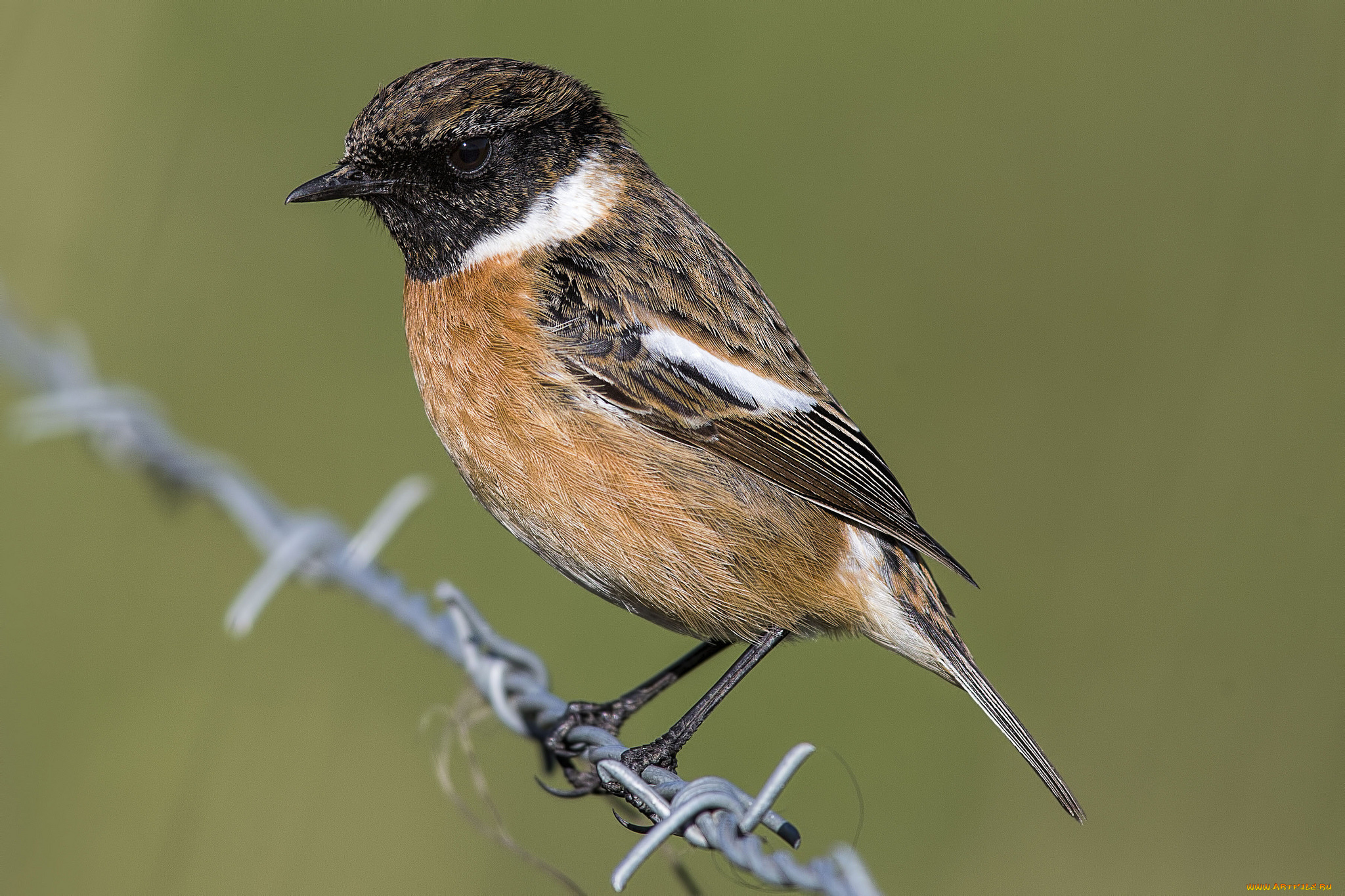 животные, птицы, птичка