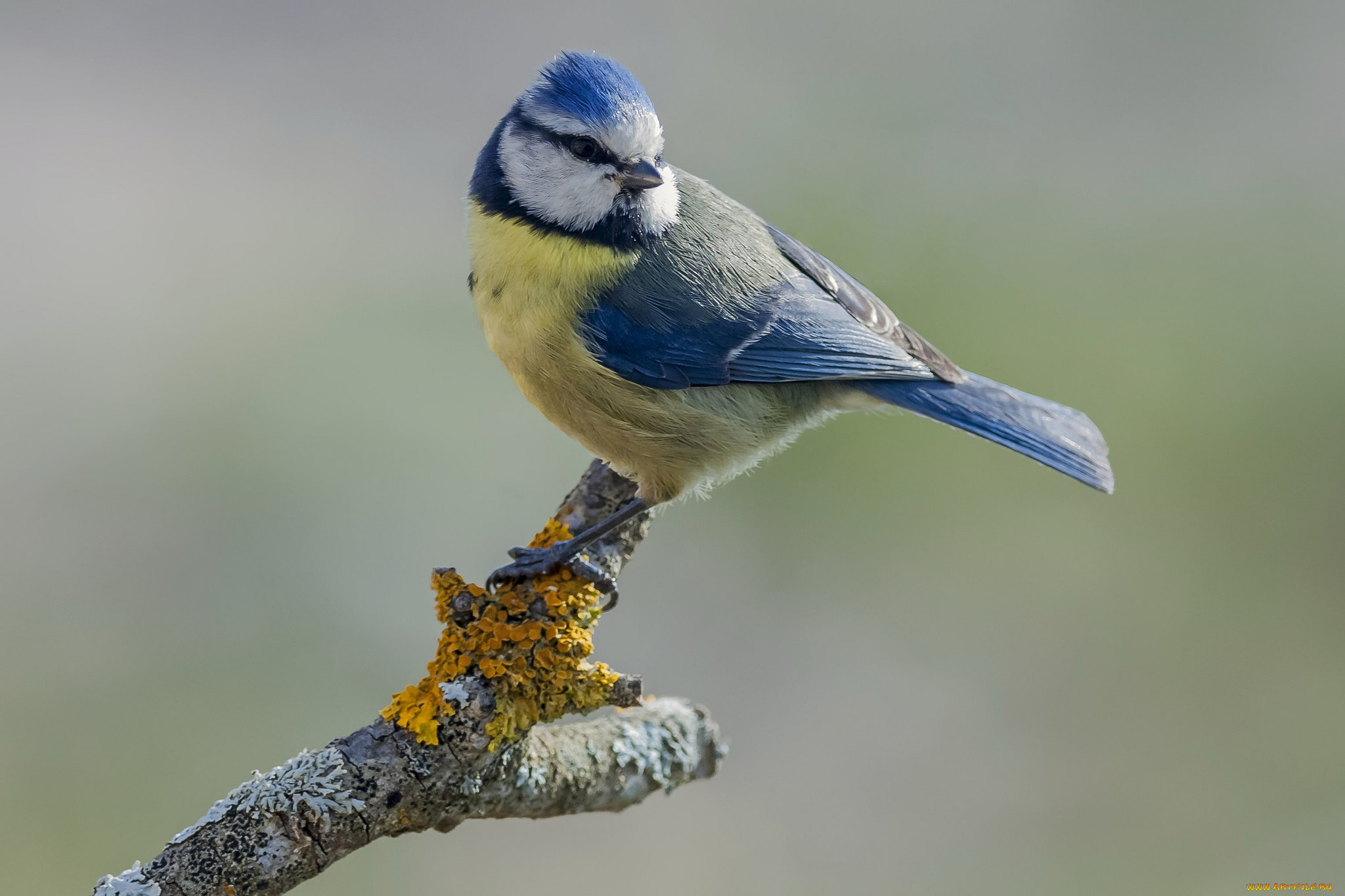 животные, синицы, , лазоревки, птичка