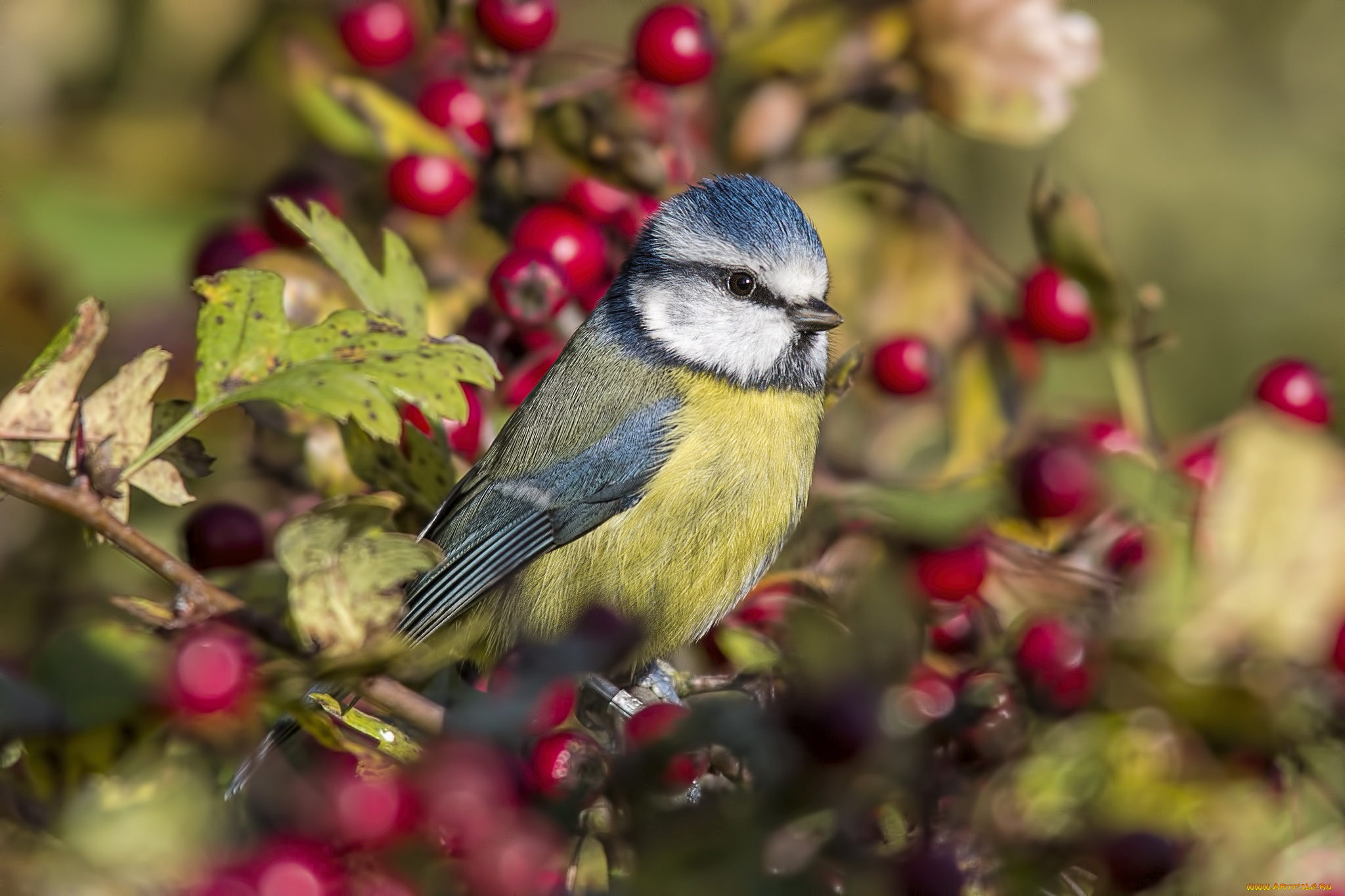 животные, синицы, , лазоревки, птичка