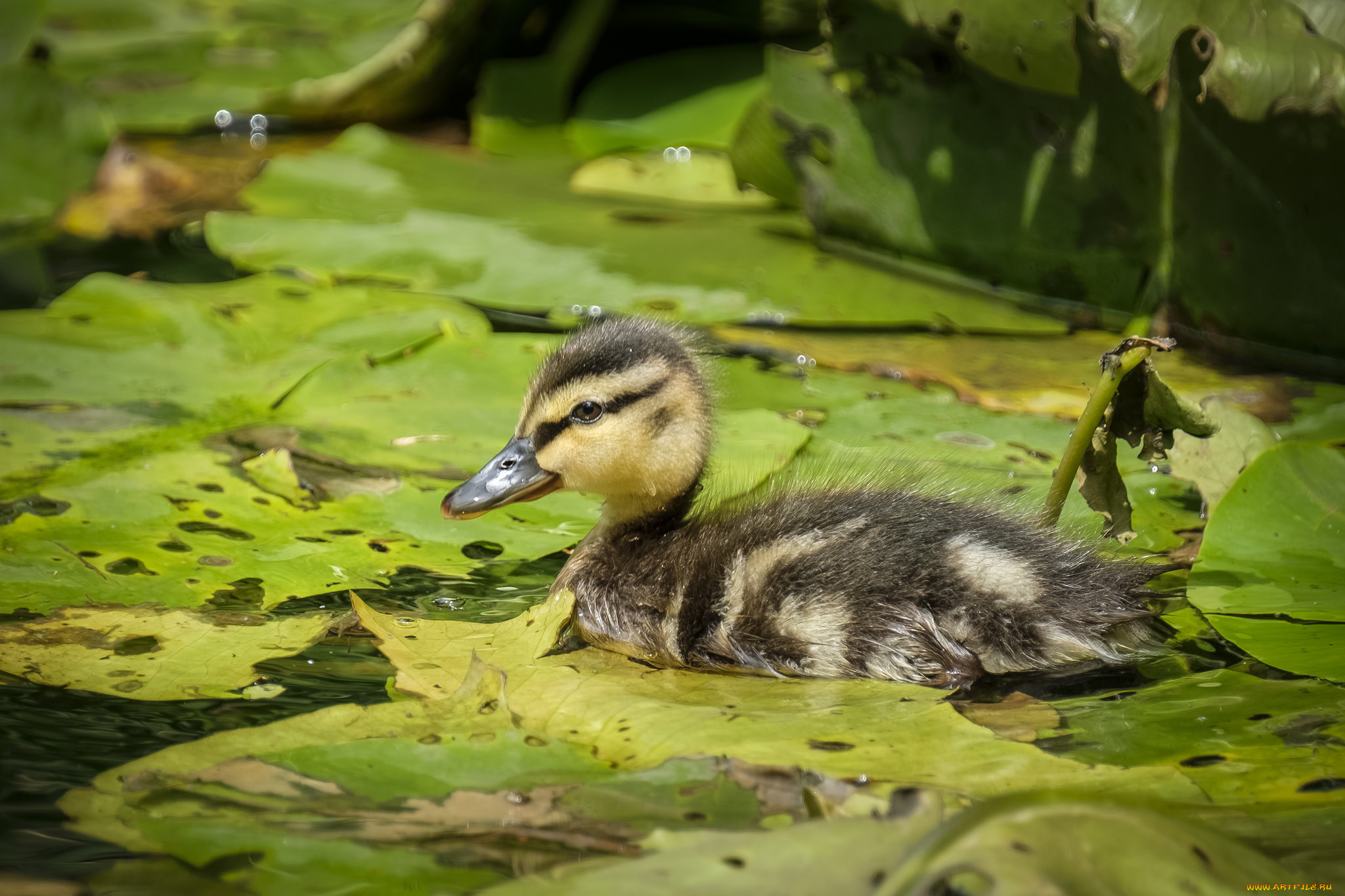 животные, утки, птичка